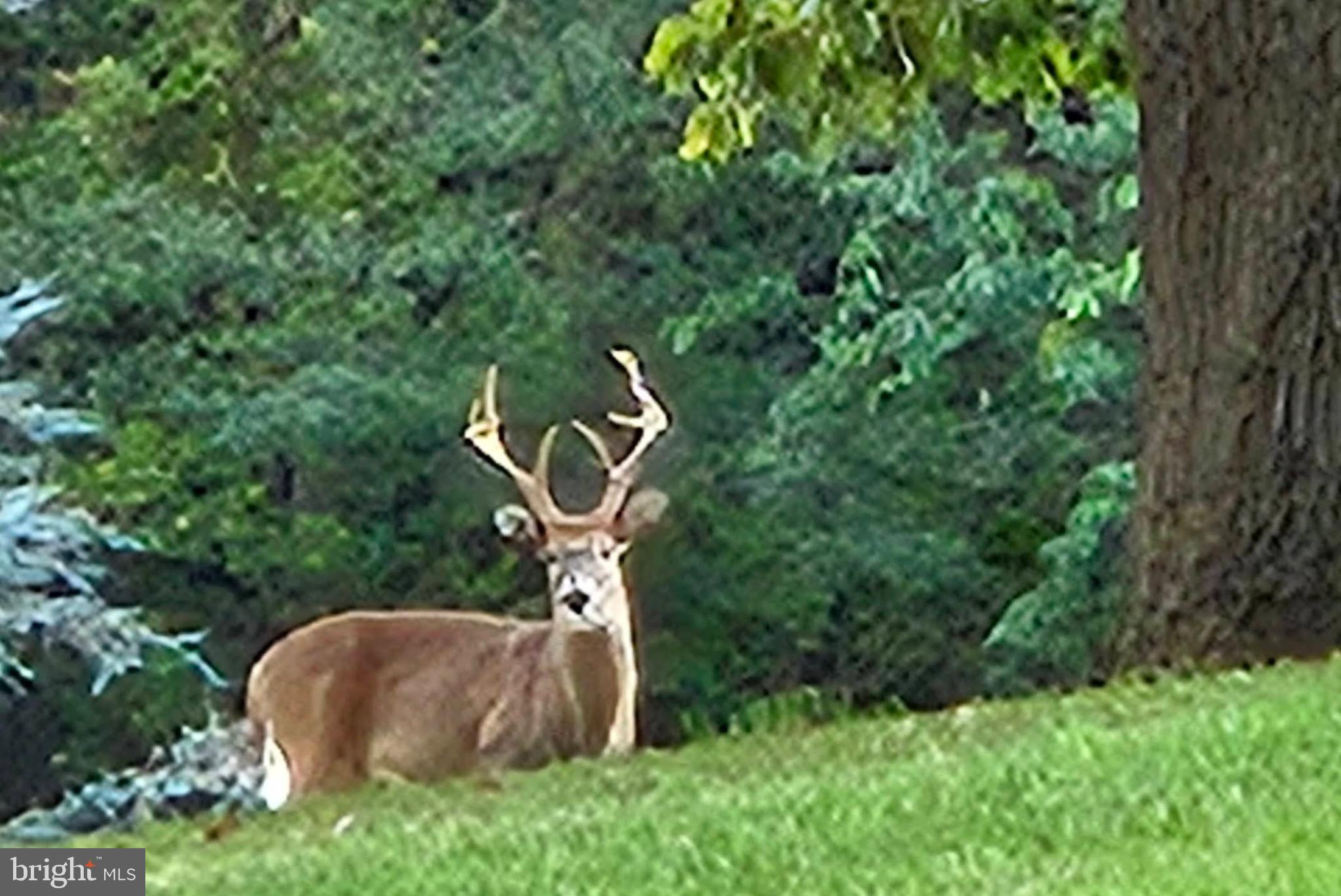 GLEN LEA - Residential