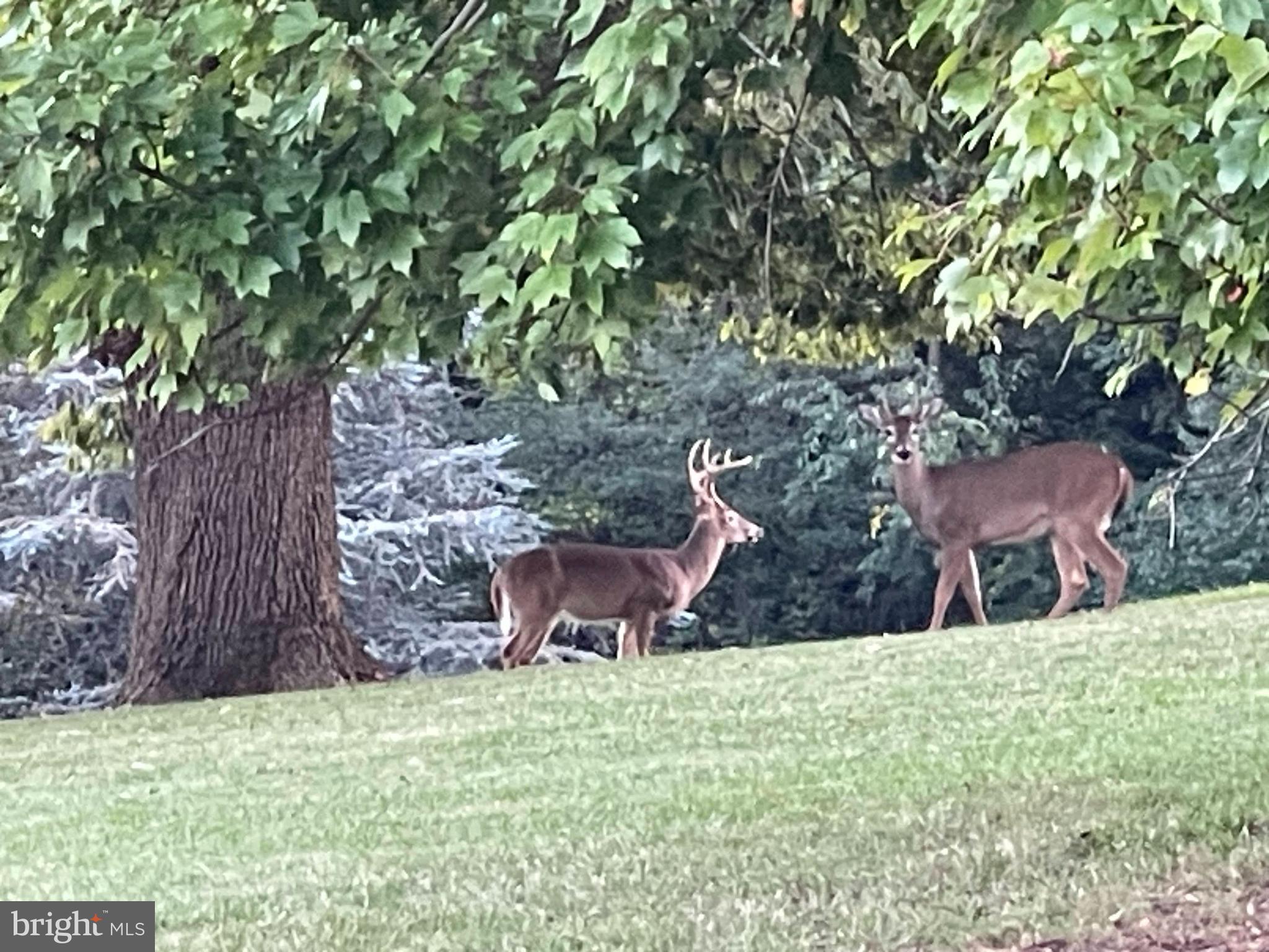 GLEN LEA - Residential