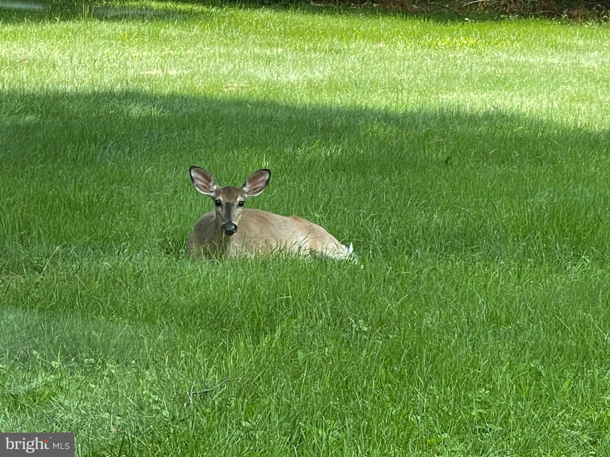 GLEN LEA - Residential