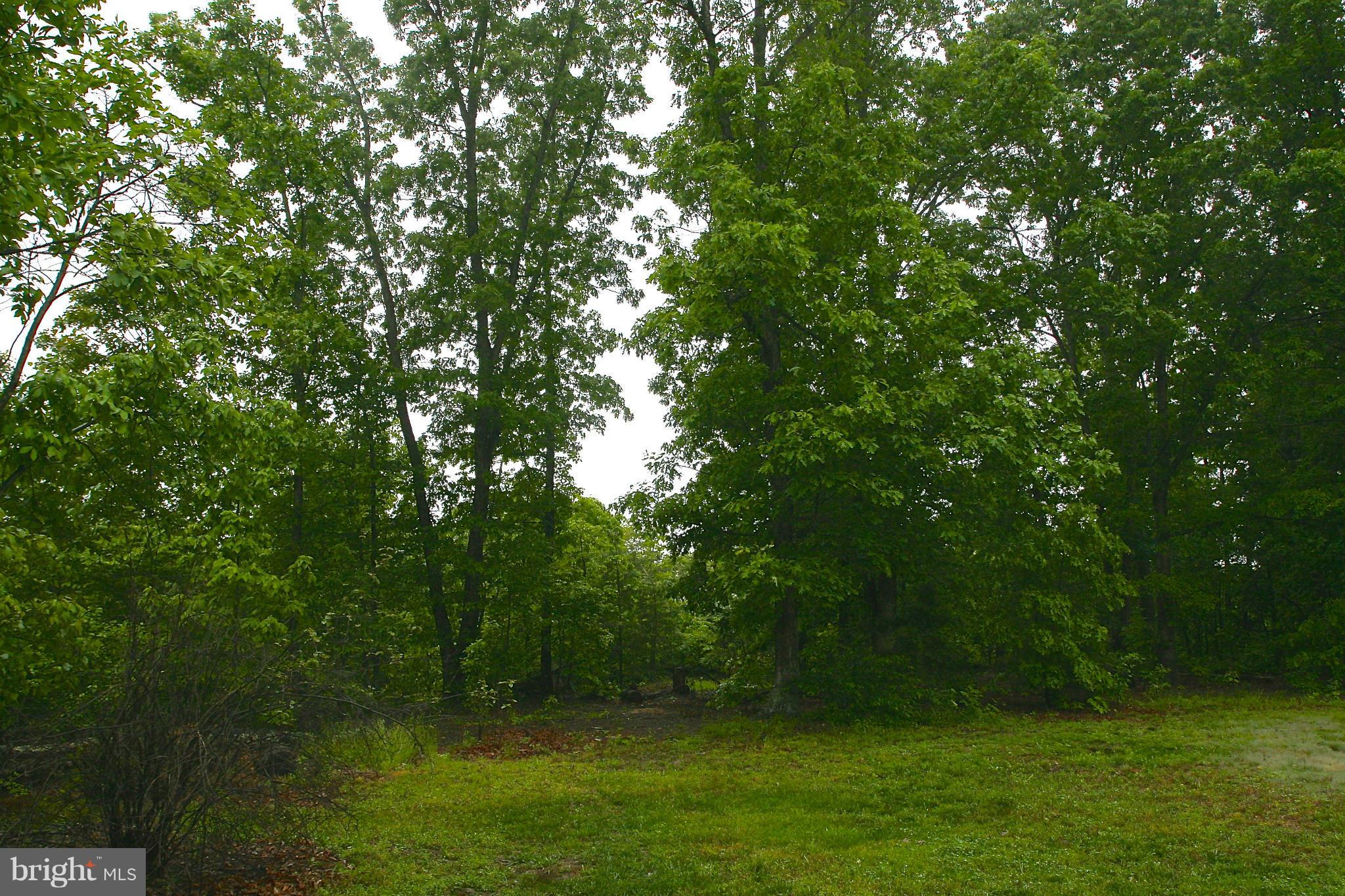 SHADE TREE - Residential