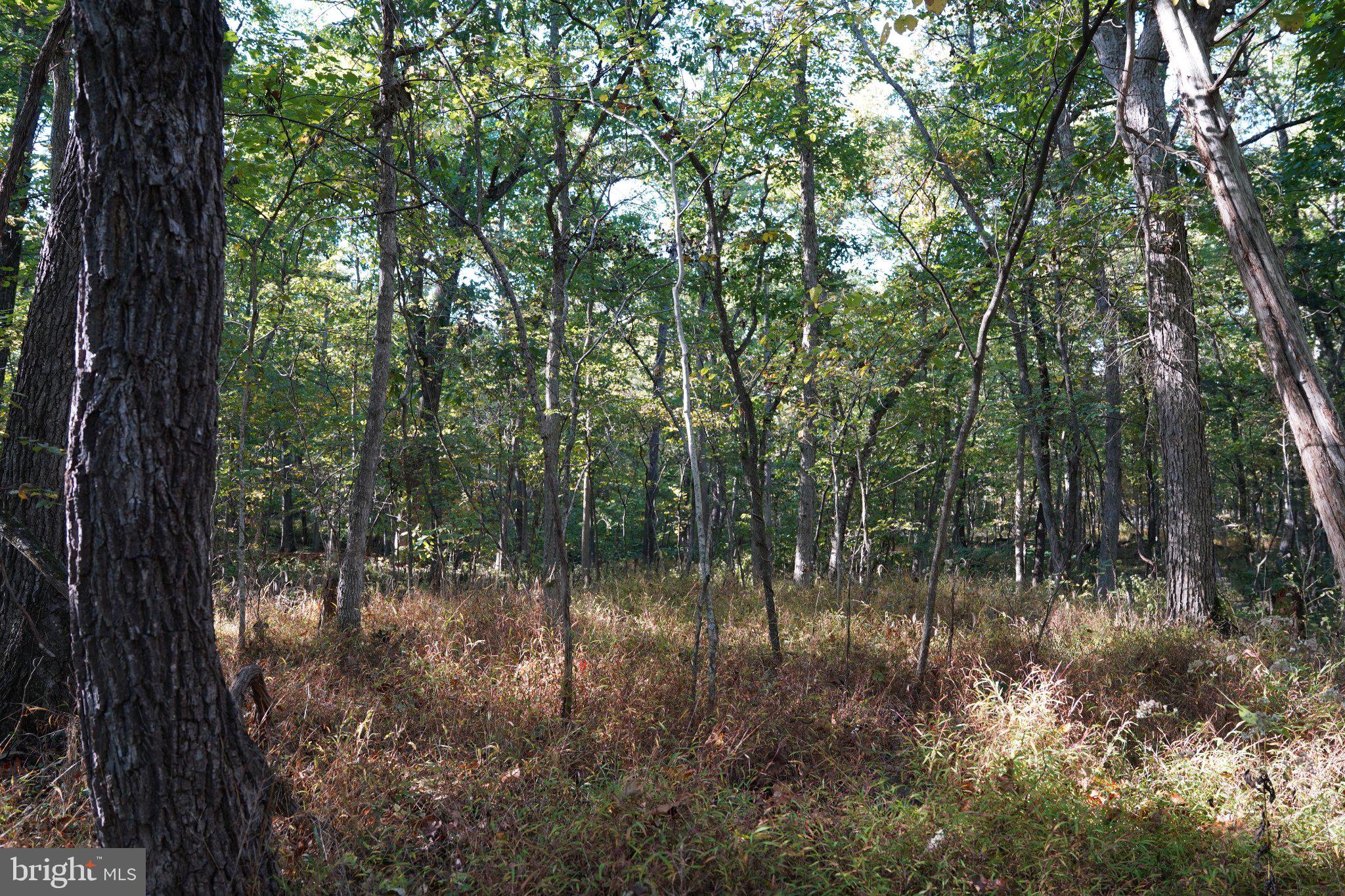 CEDAR LANE