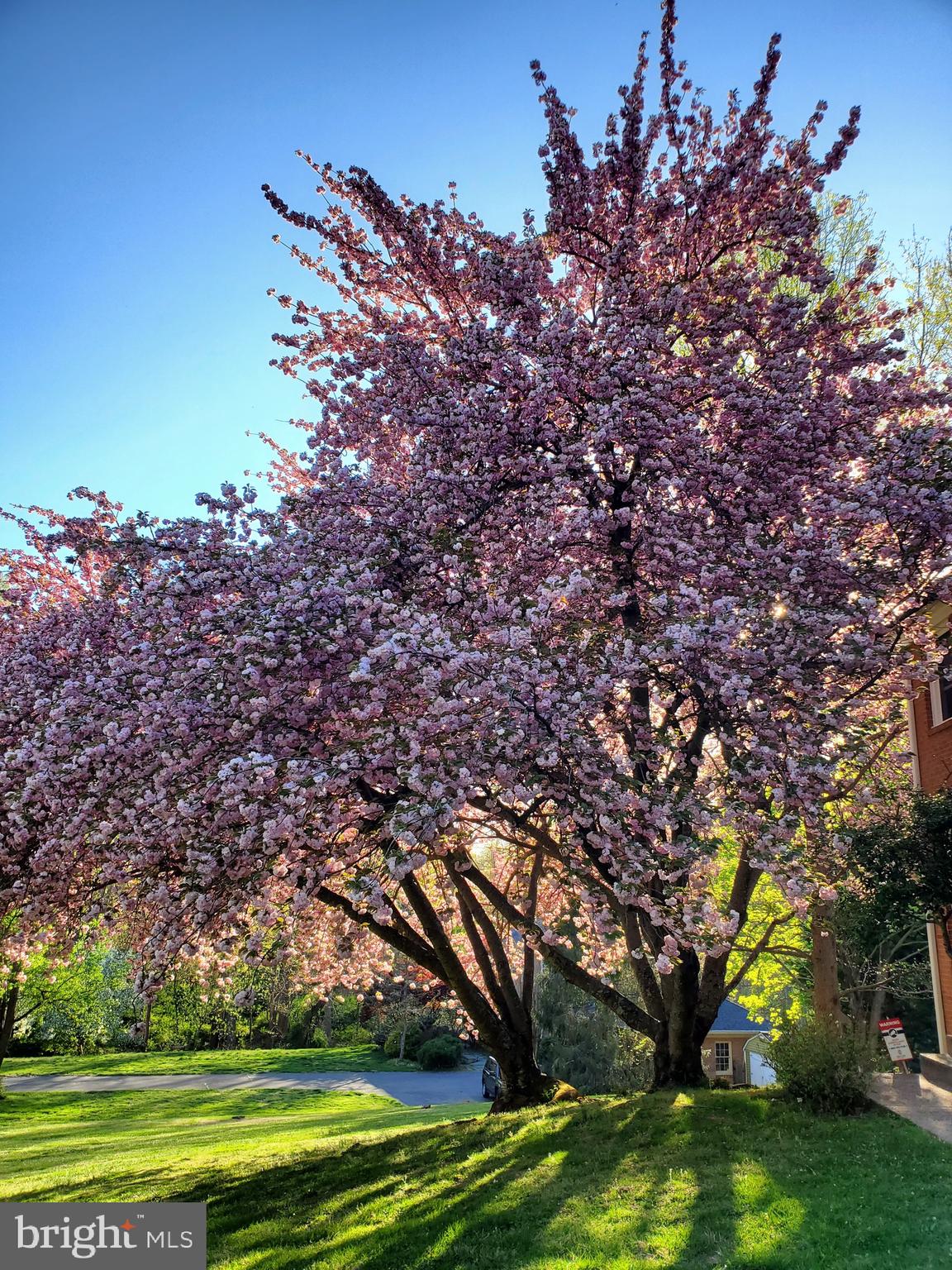 ANCIENT OAK - Residential