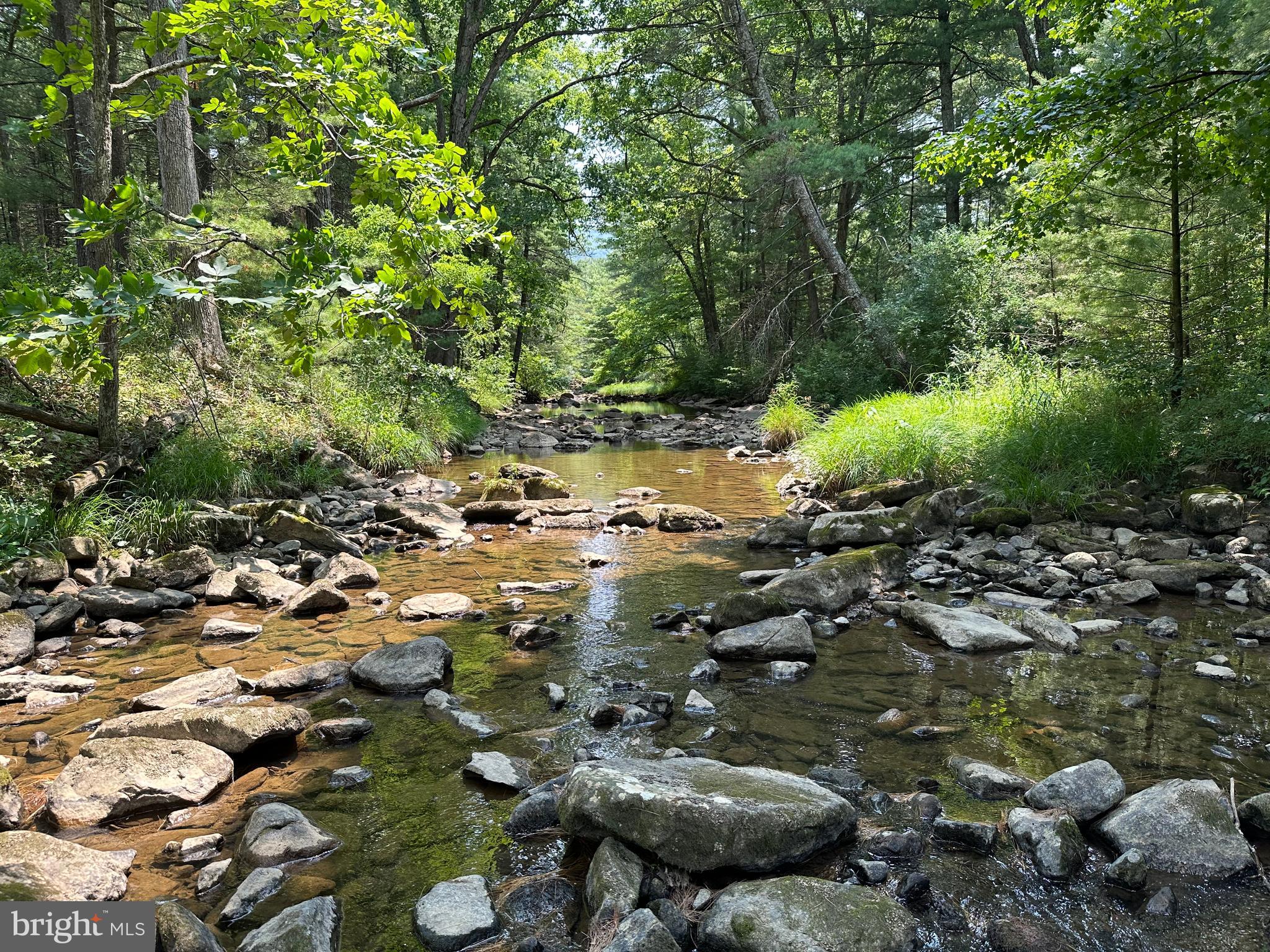 TROUT RUN FOREST - Land