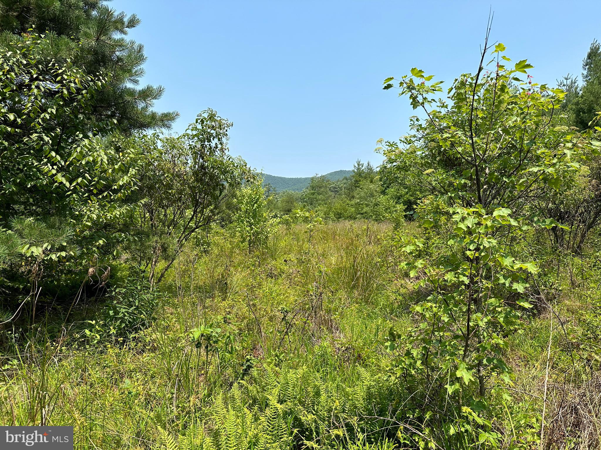TROUT RUN FOREST - Land