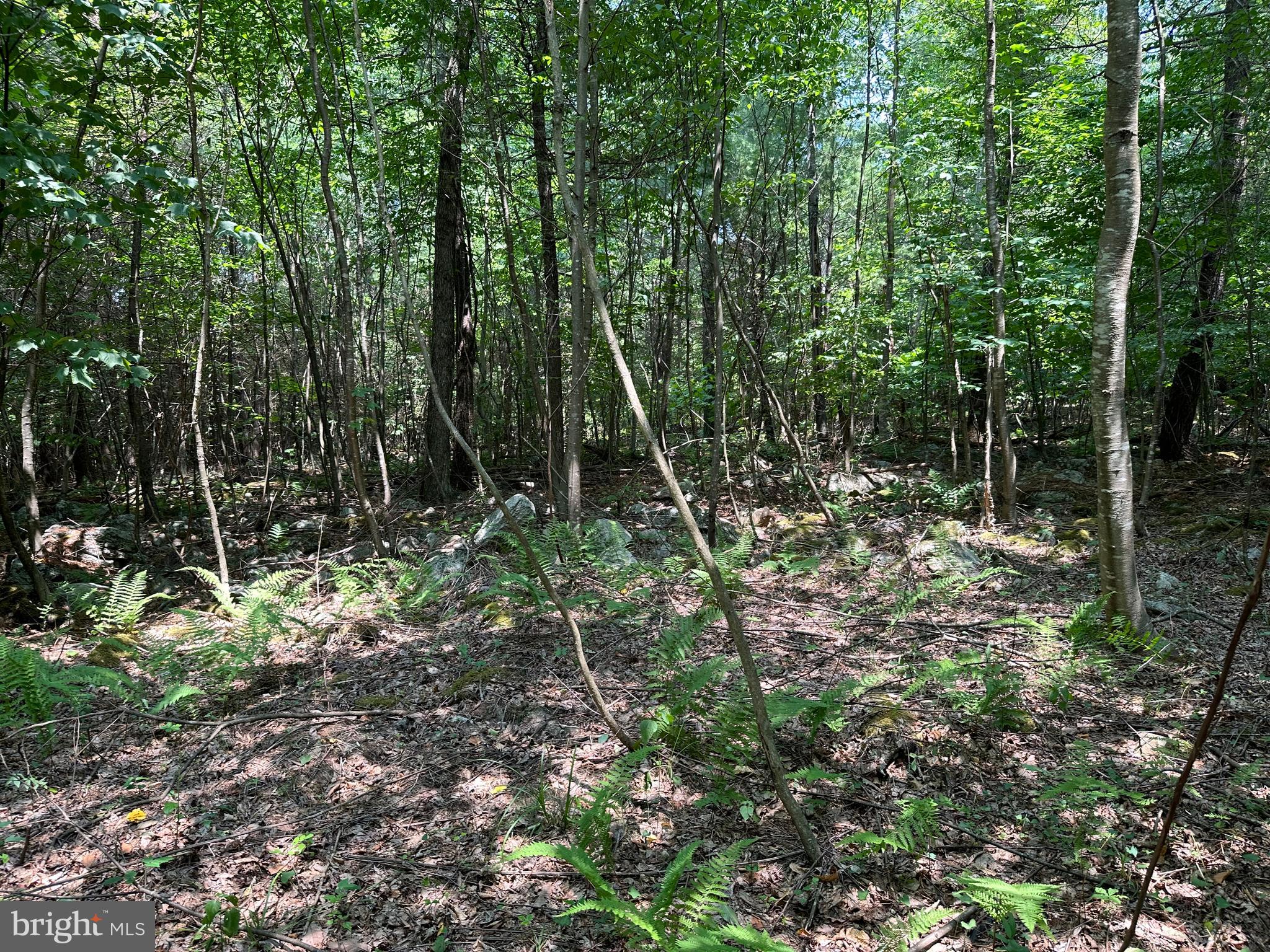 TROUT RUN FOREST - Land