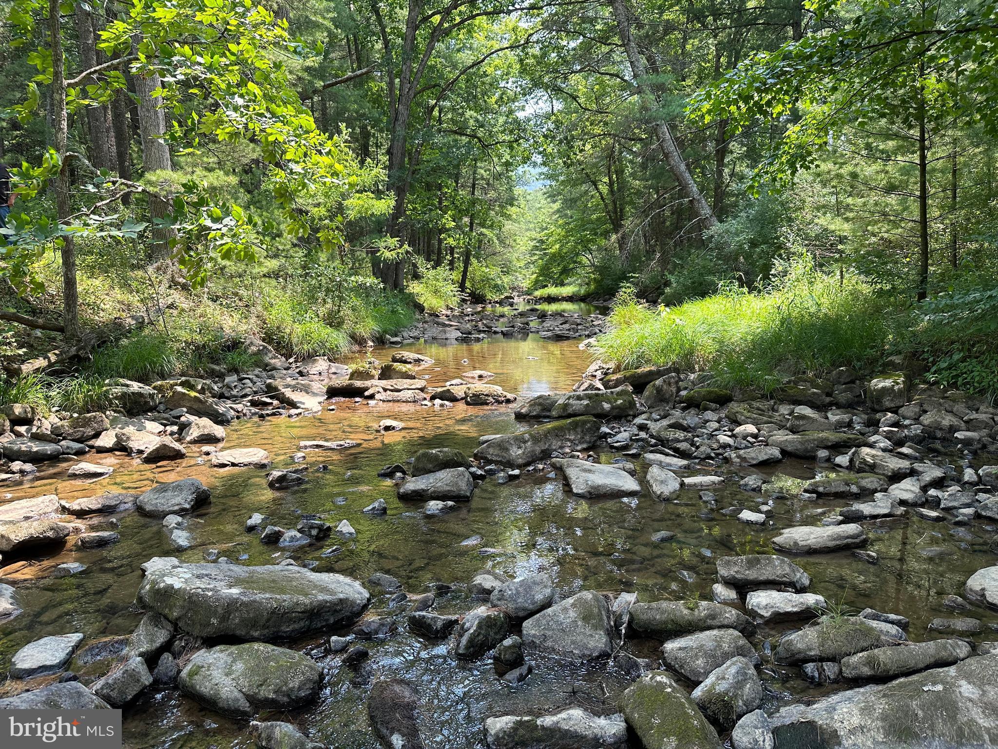 TROUT RUN FOREST - Land
