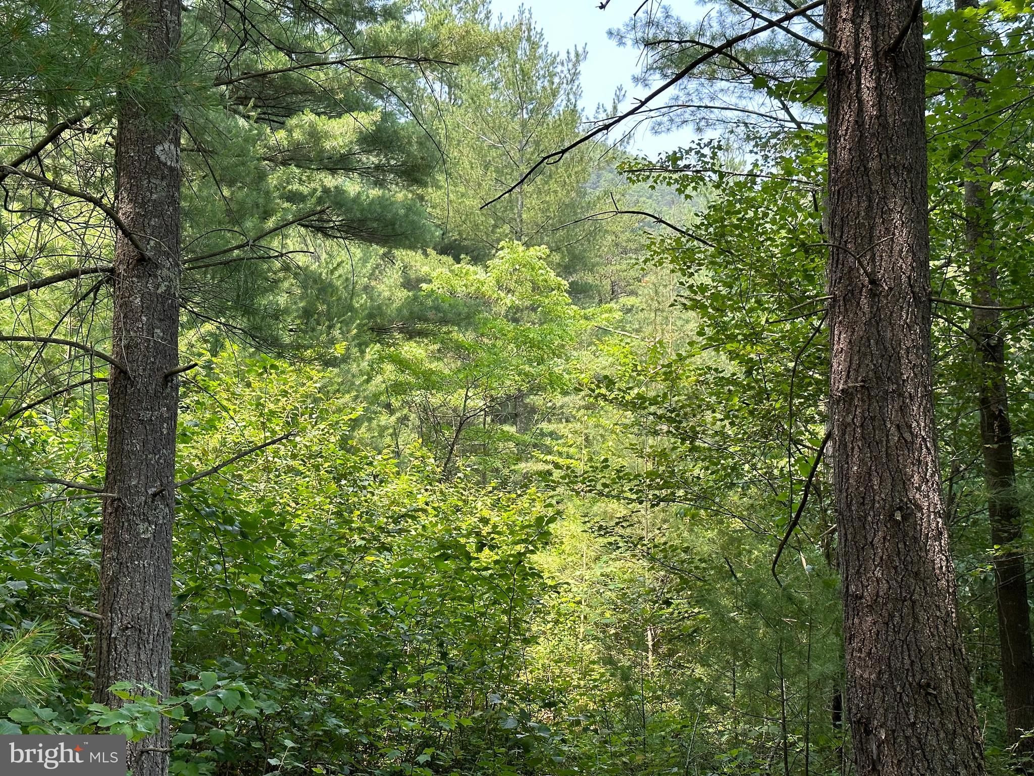 TROUT RUN FOREST - Land