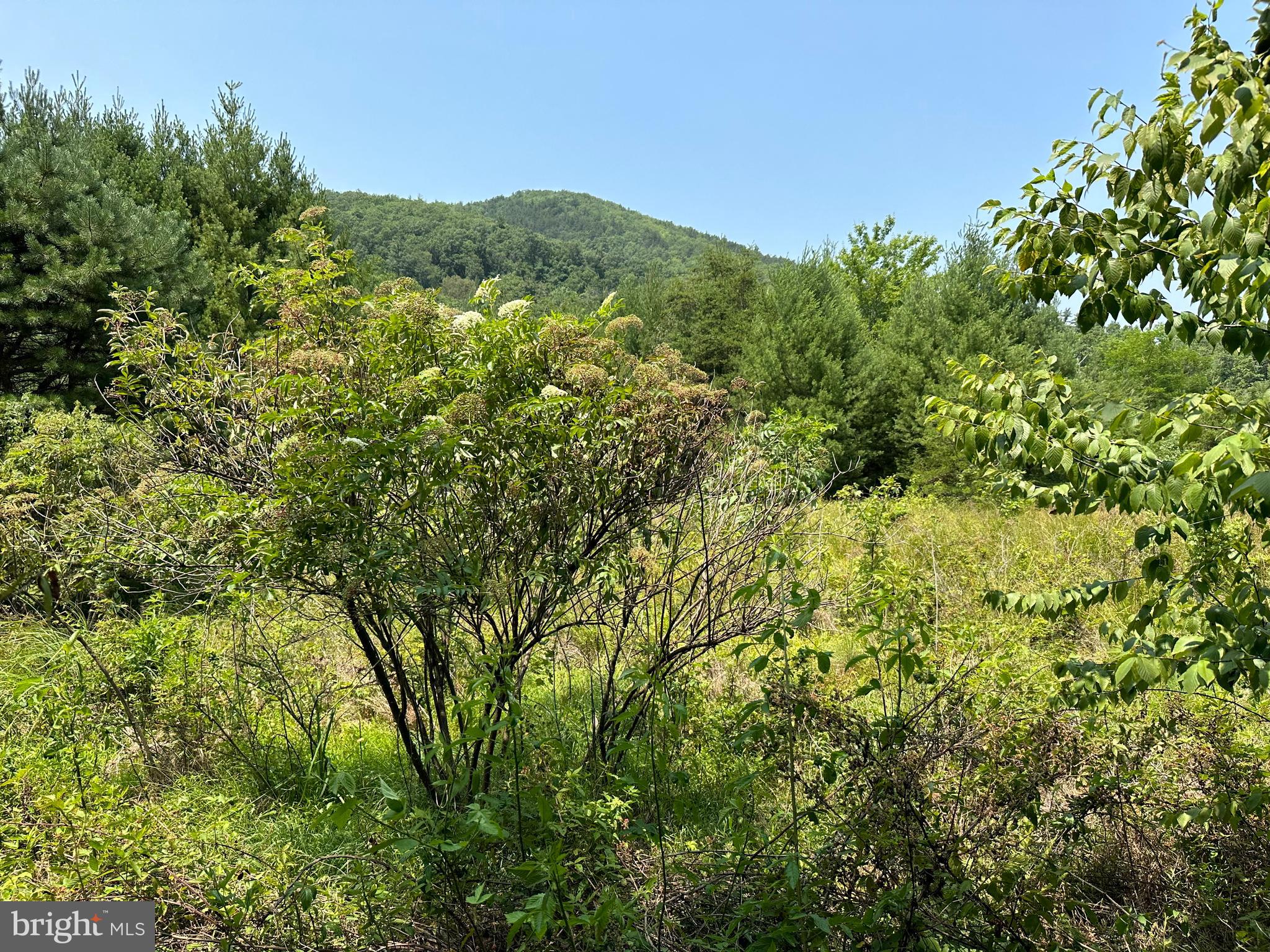 TROUT RUN FOREST - Land