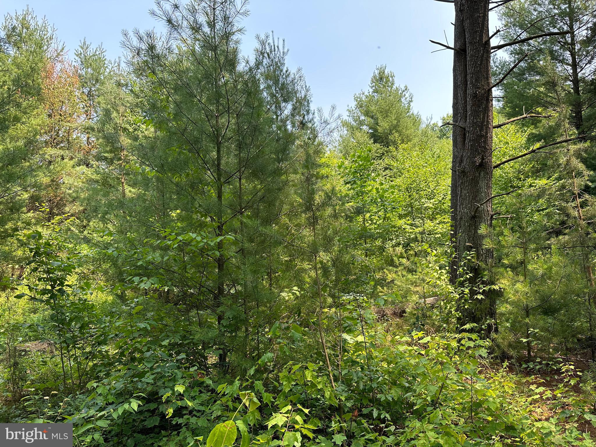 TROUT RUN FOREST - Land