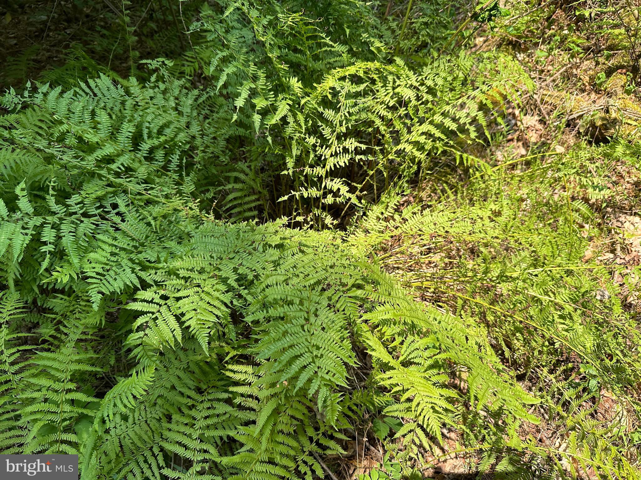 TROUT RUN FOREST - Land