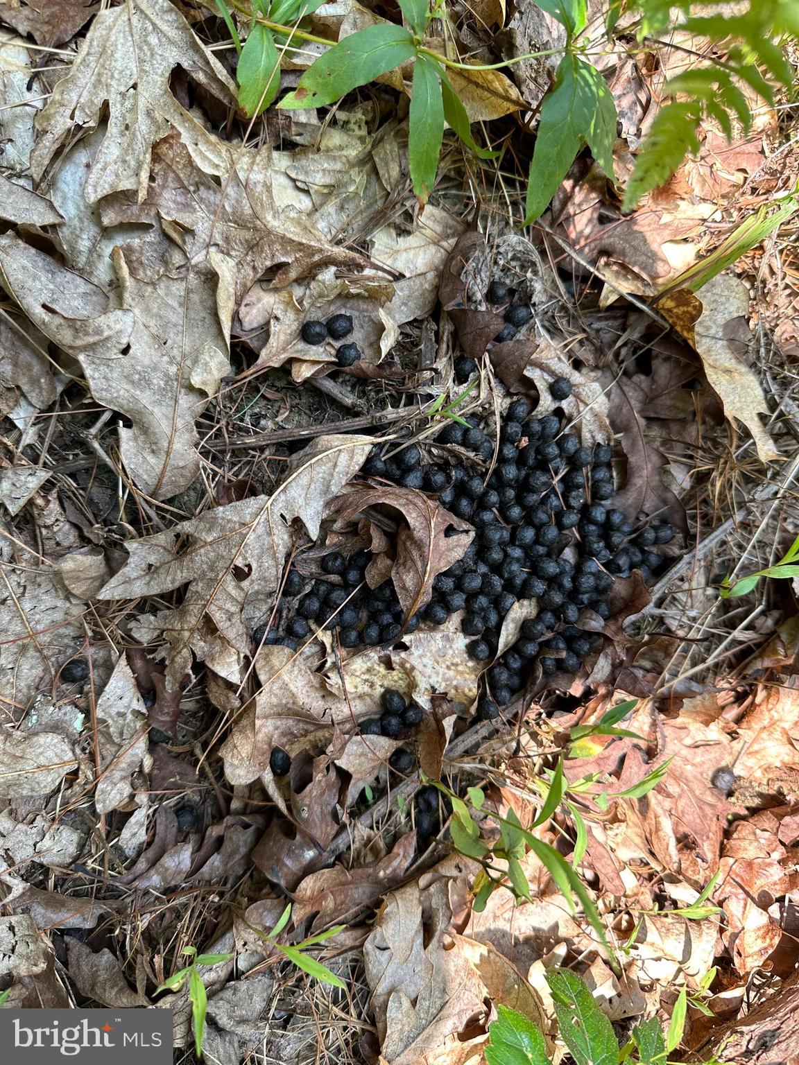 TROUT RUN FOREST - Land