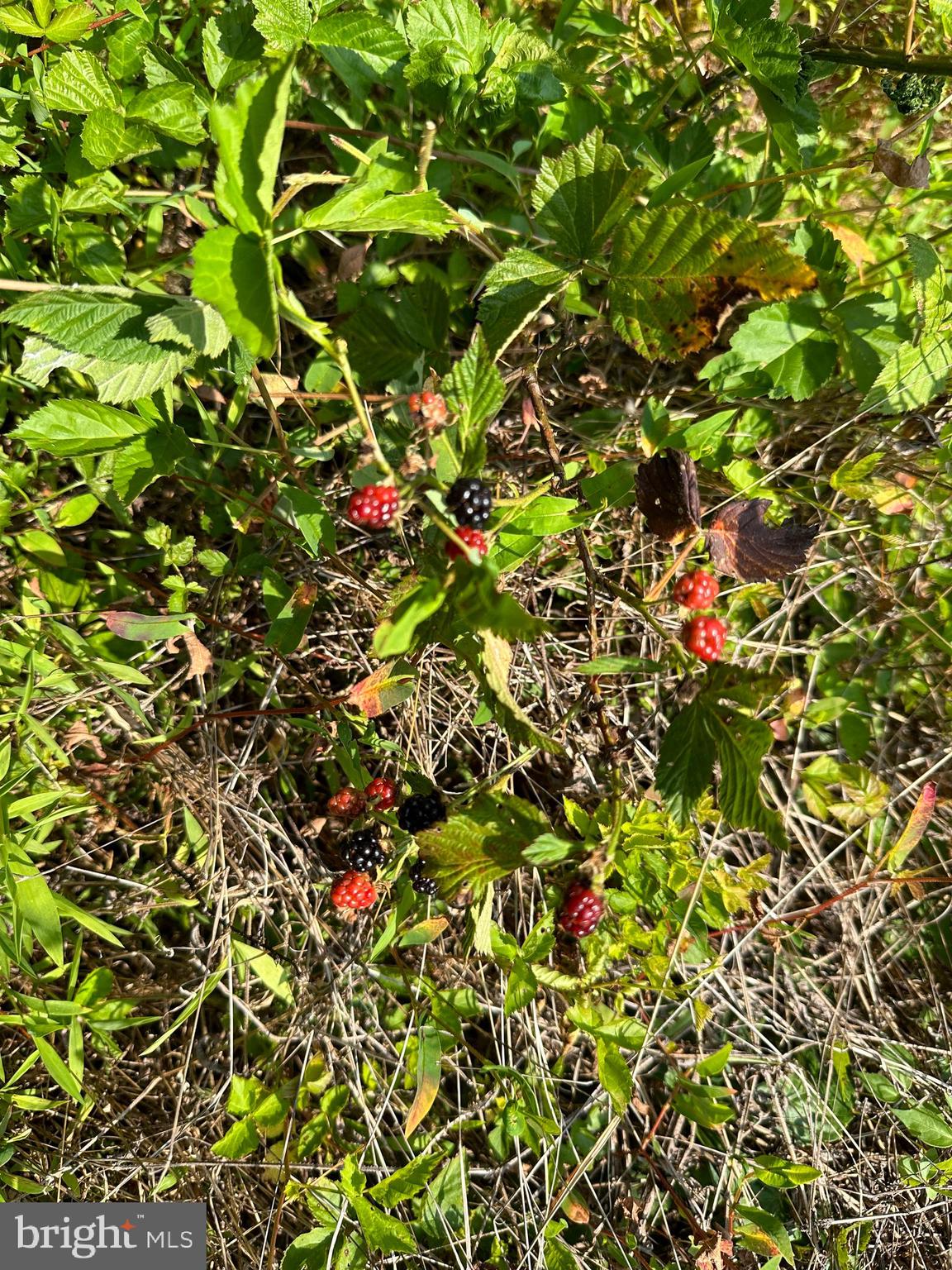 TROUT RUN FOREST - Land