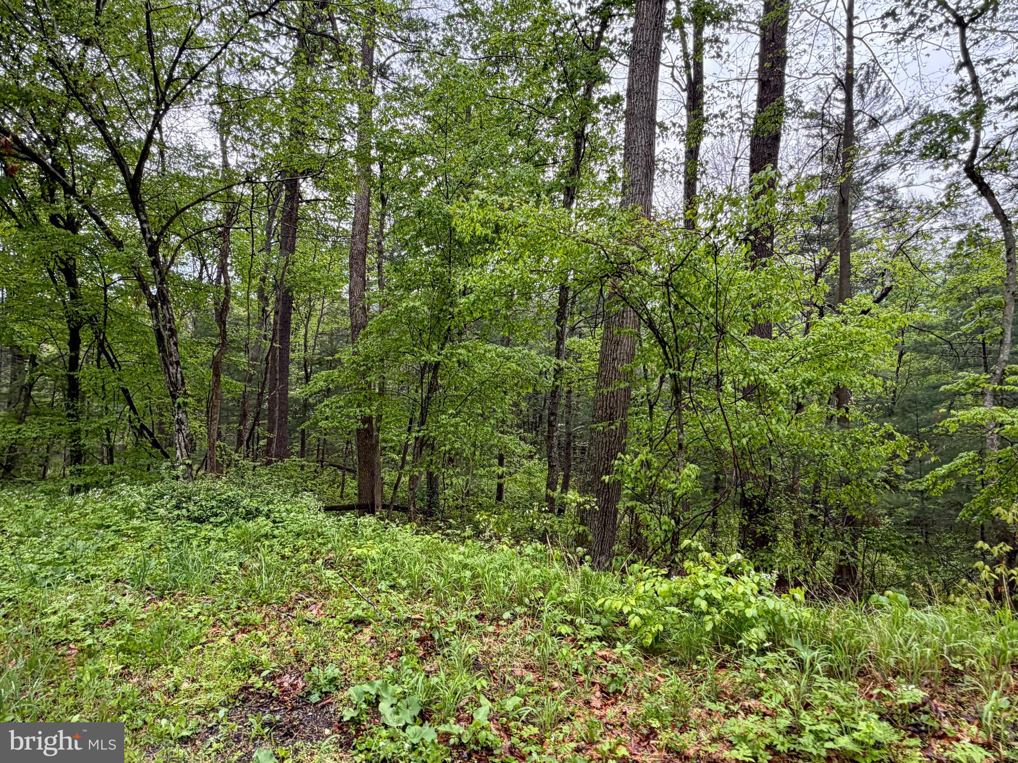 TROUT RUN FOREST - Land