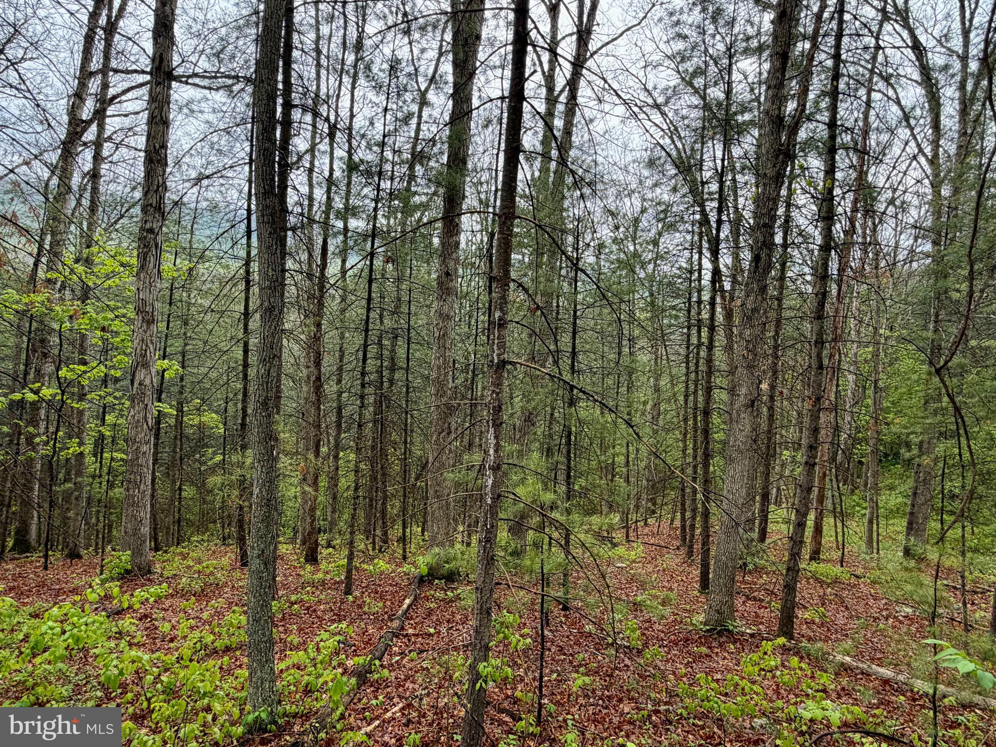 TROUT RUN FOREST - Land