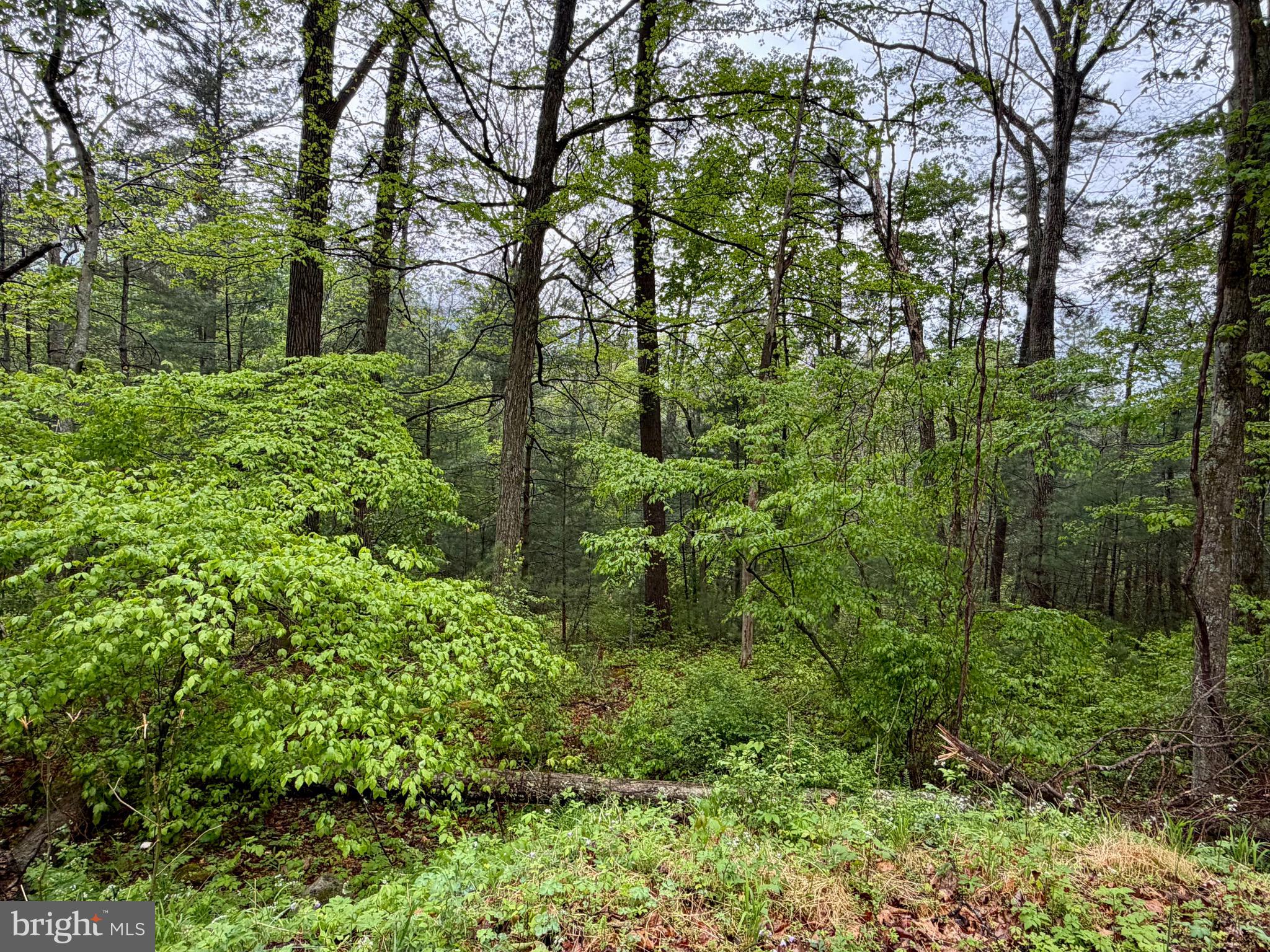 TROUT RUN FOREST - Land