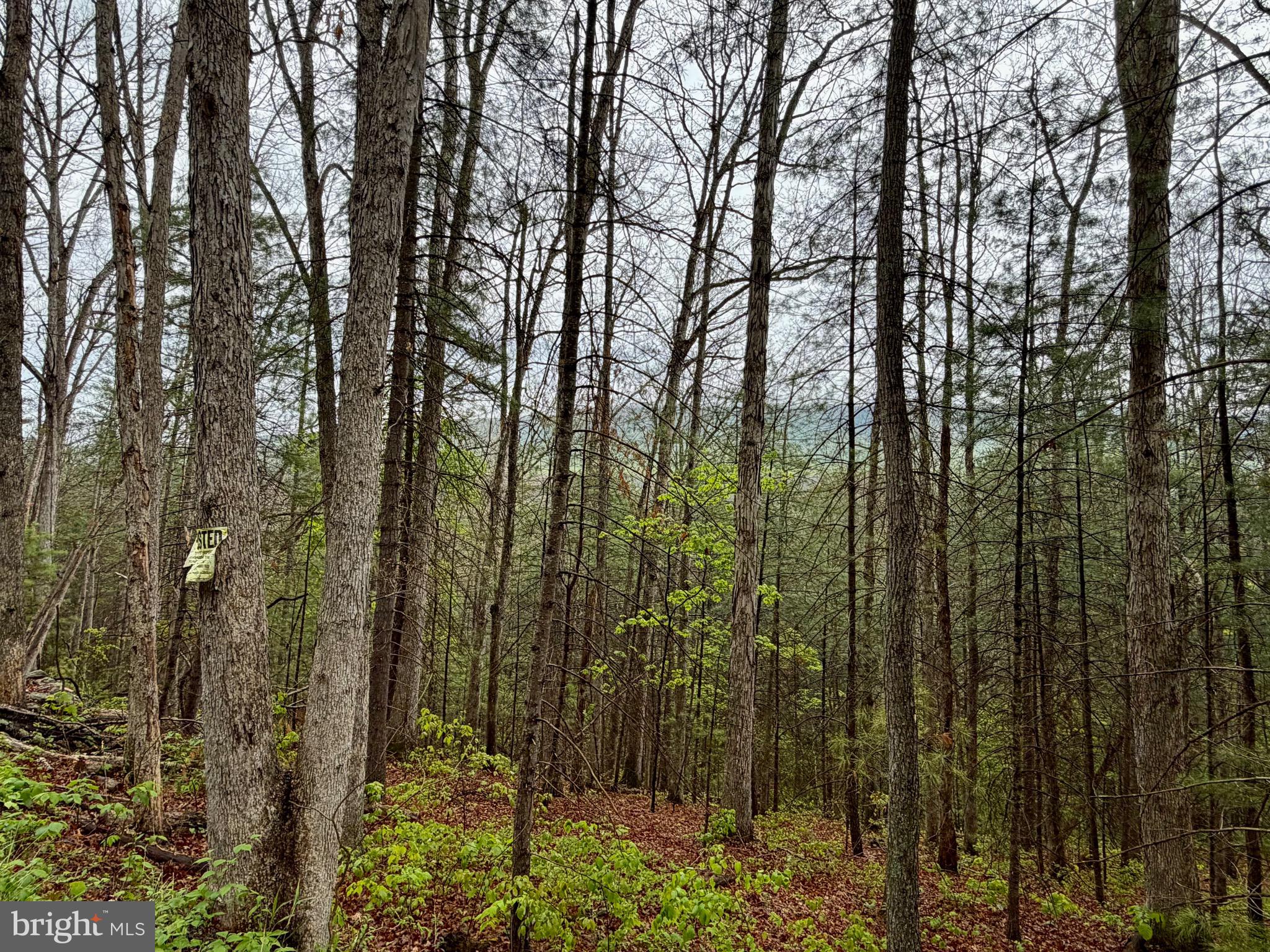 TROUT RUN FOREST - Land