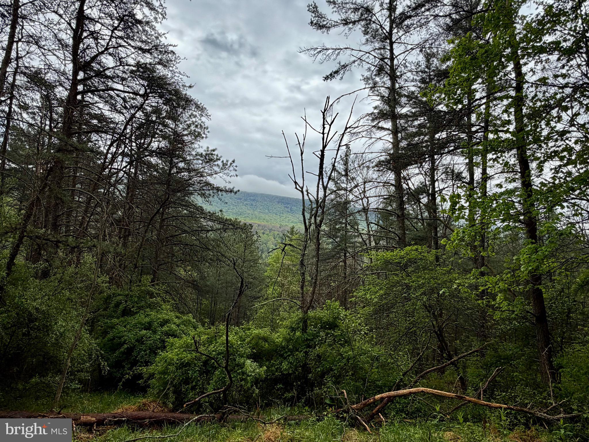 TROUT RUN FOREST - Land