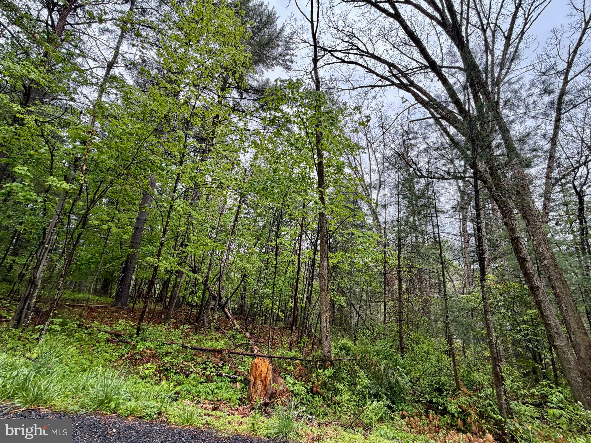 TROUT RUN FOREST - Land