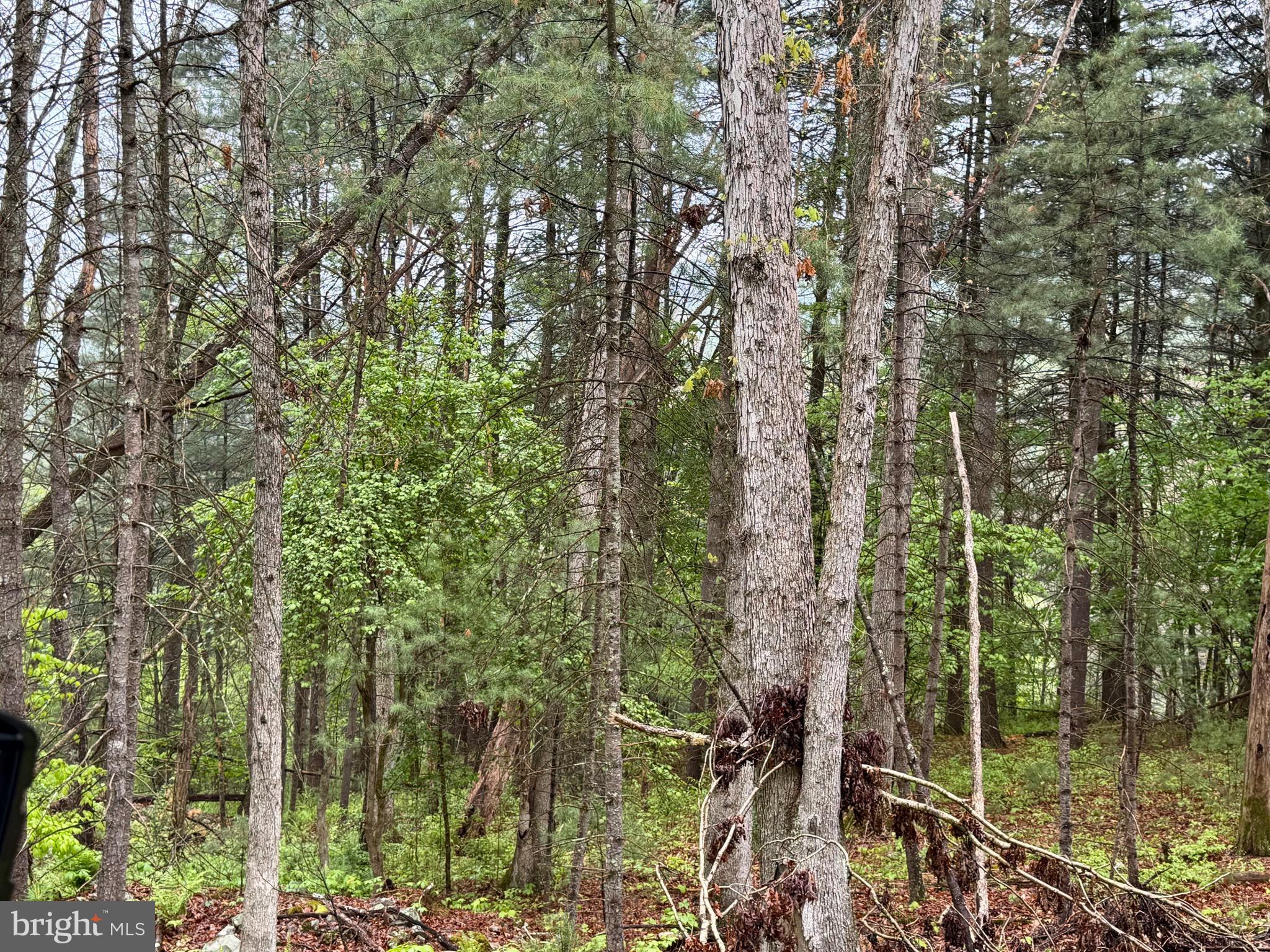 TROUT RUN FOREST - Land