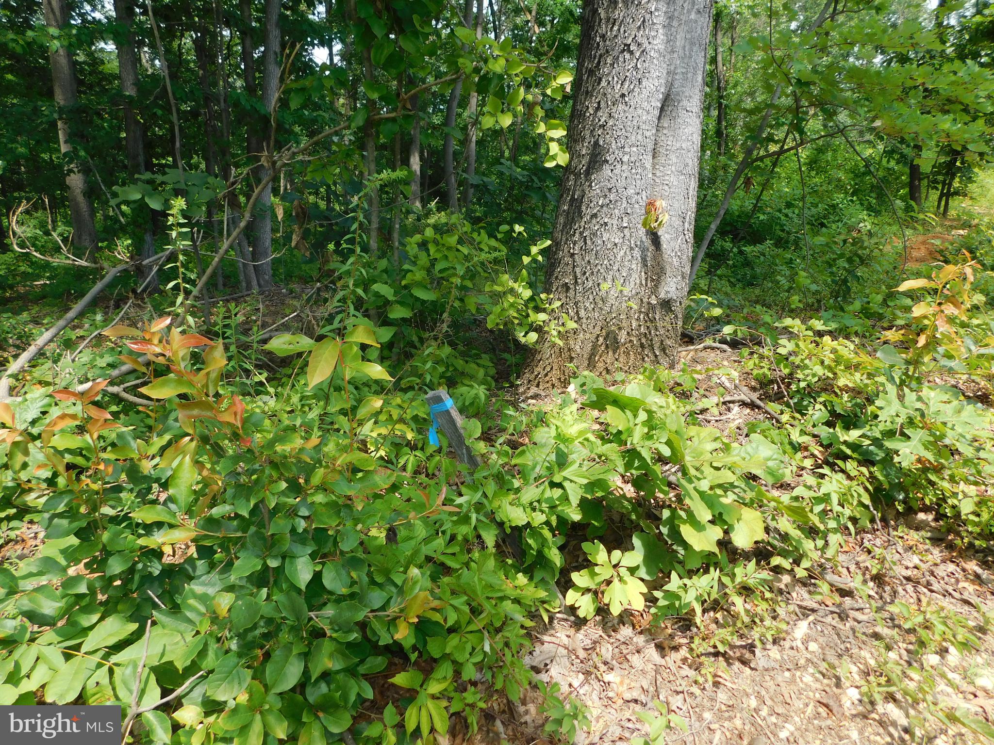 0 LARKIN RIDGE ROAD