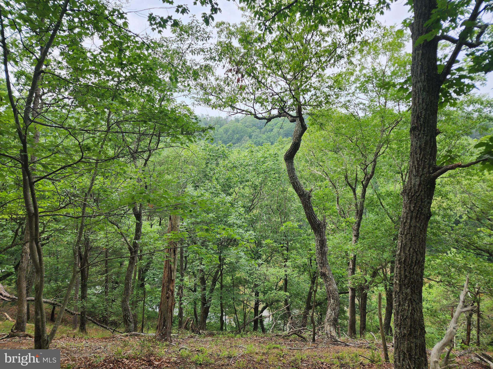 HARNEST HILLS - Land