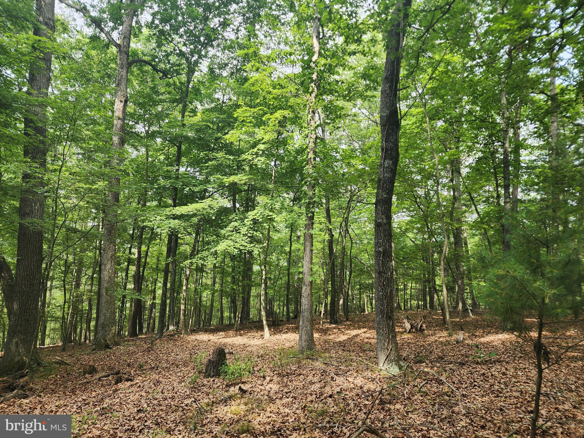 HARNEST HILLS - Land