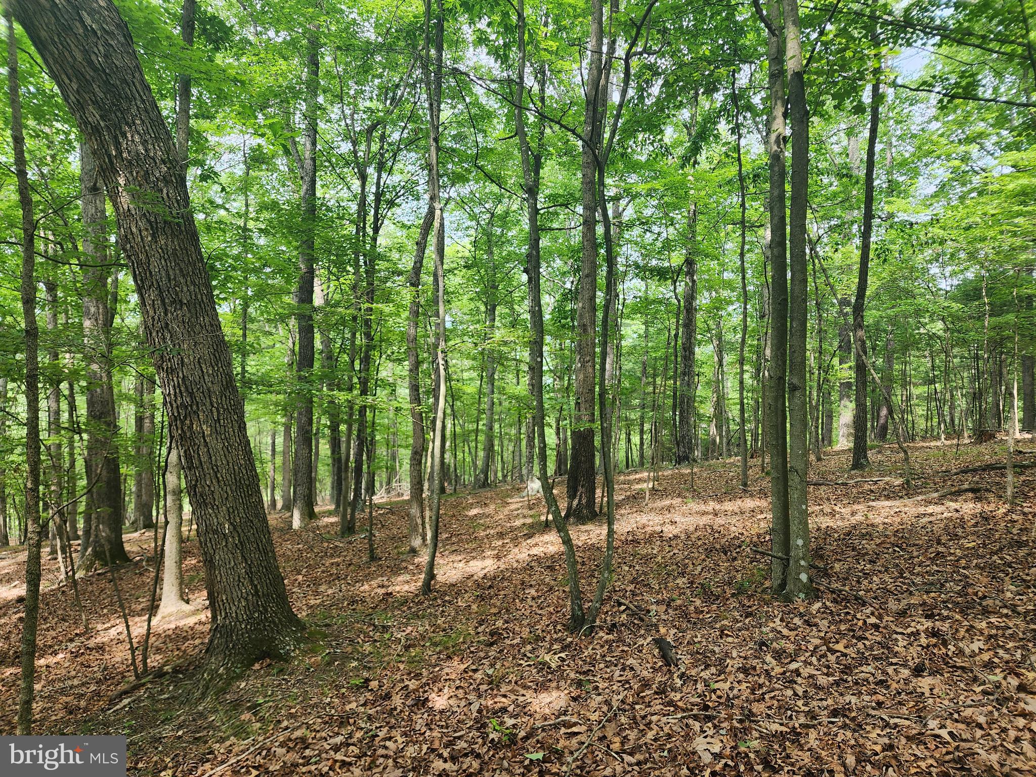 HARNEST HILLS - Land