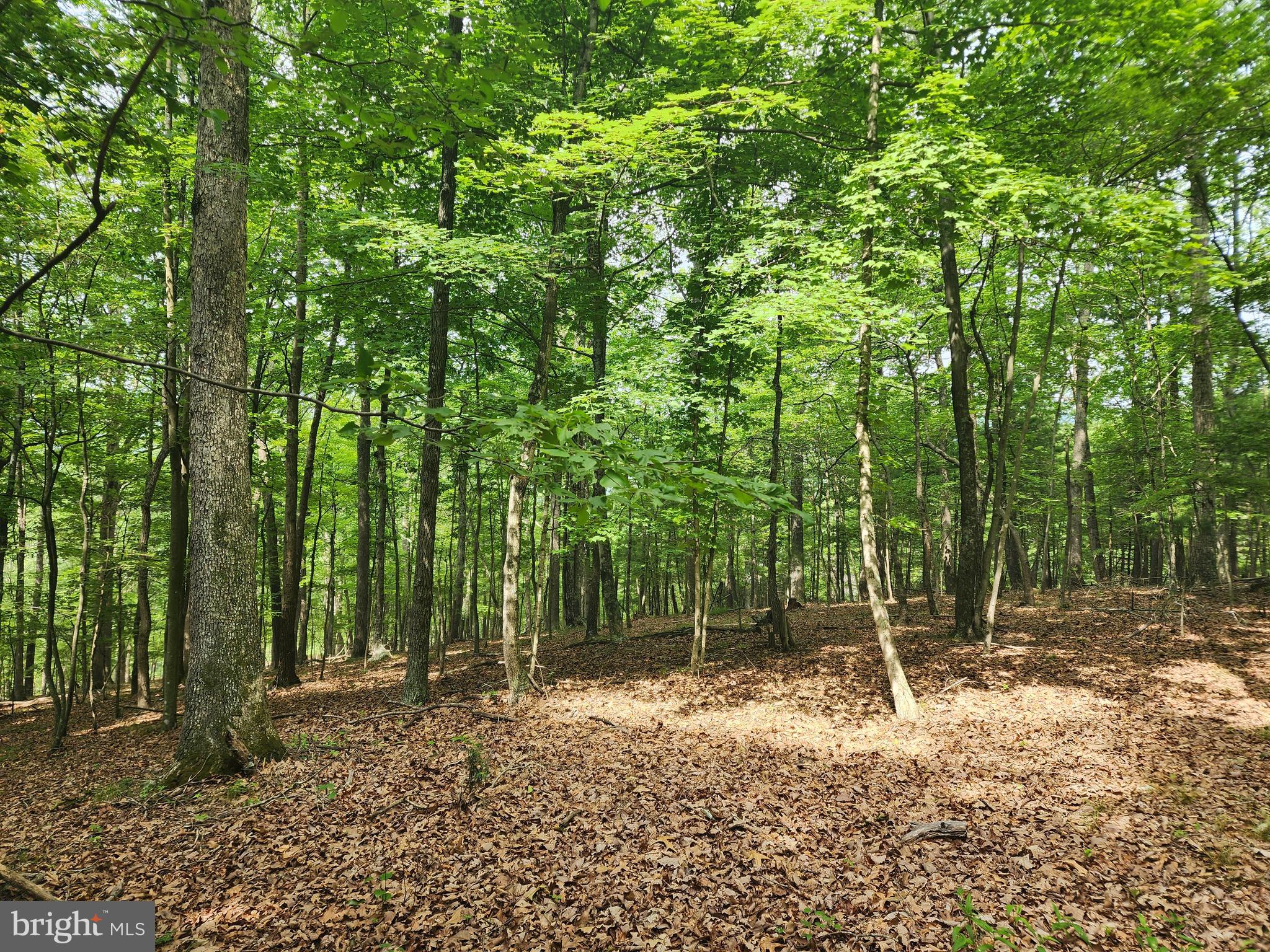 HARNEST HILLS - Land