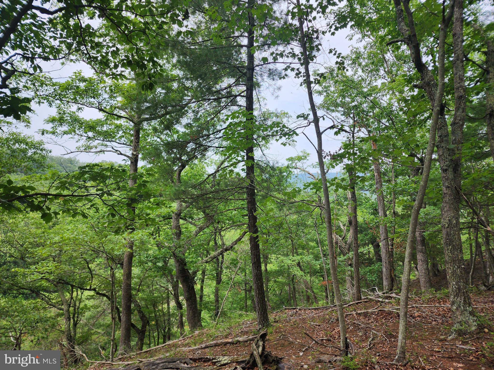 HARNEST HILLS - Land