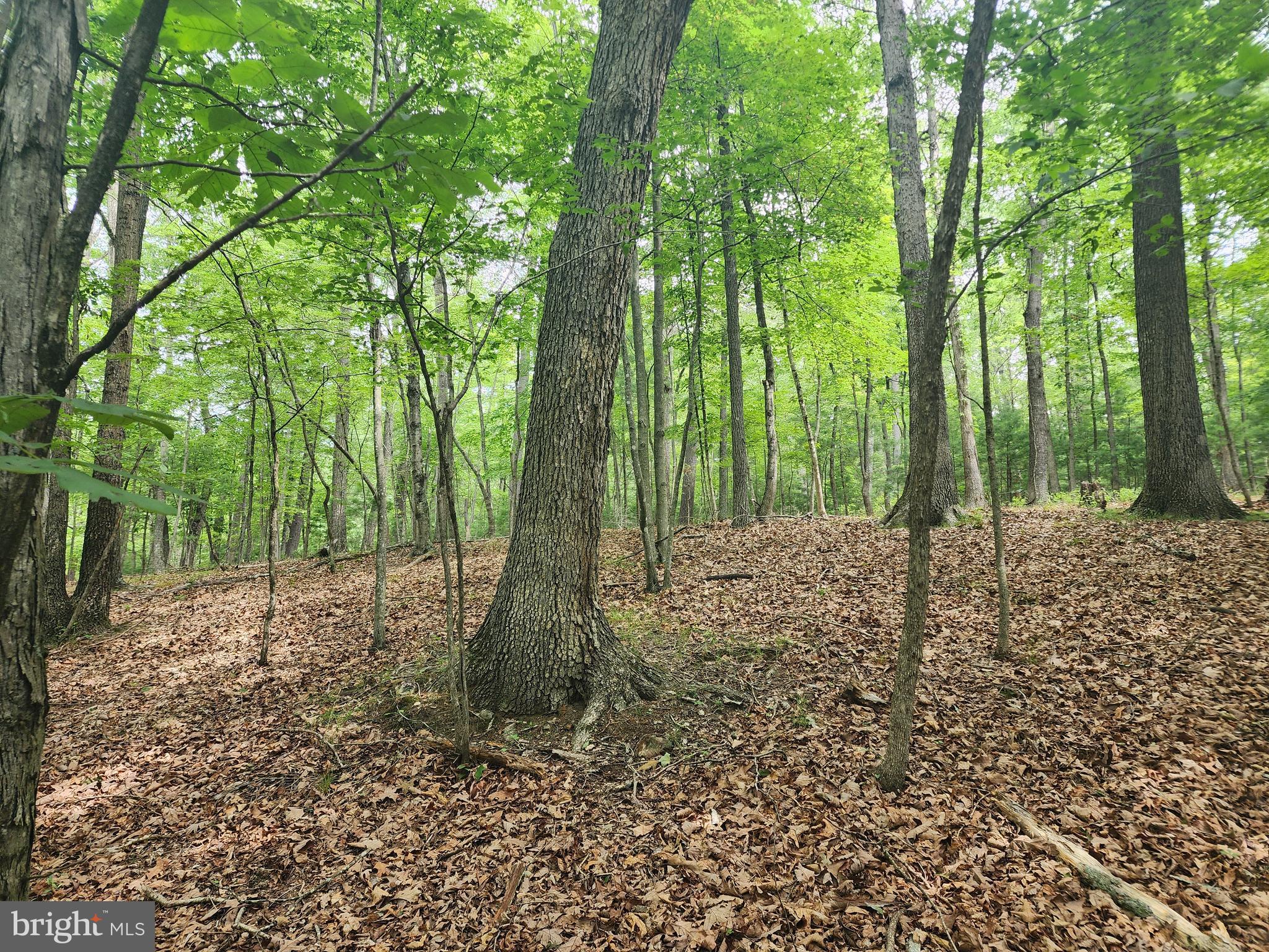 HARNEST HILLS - Land