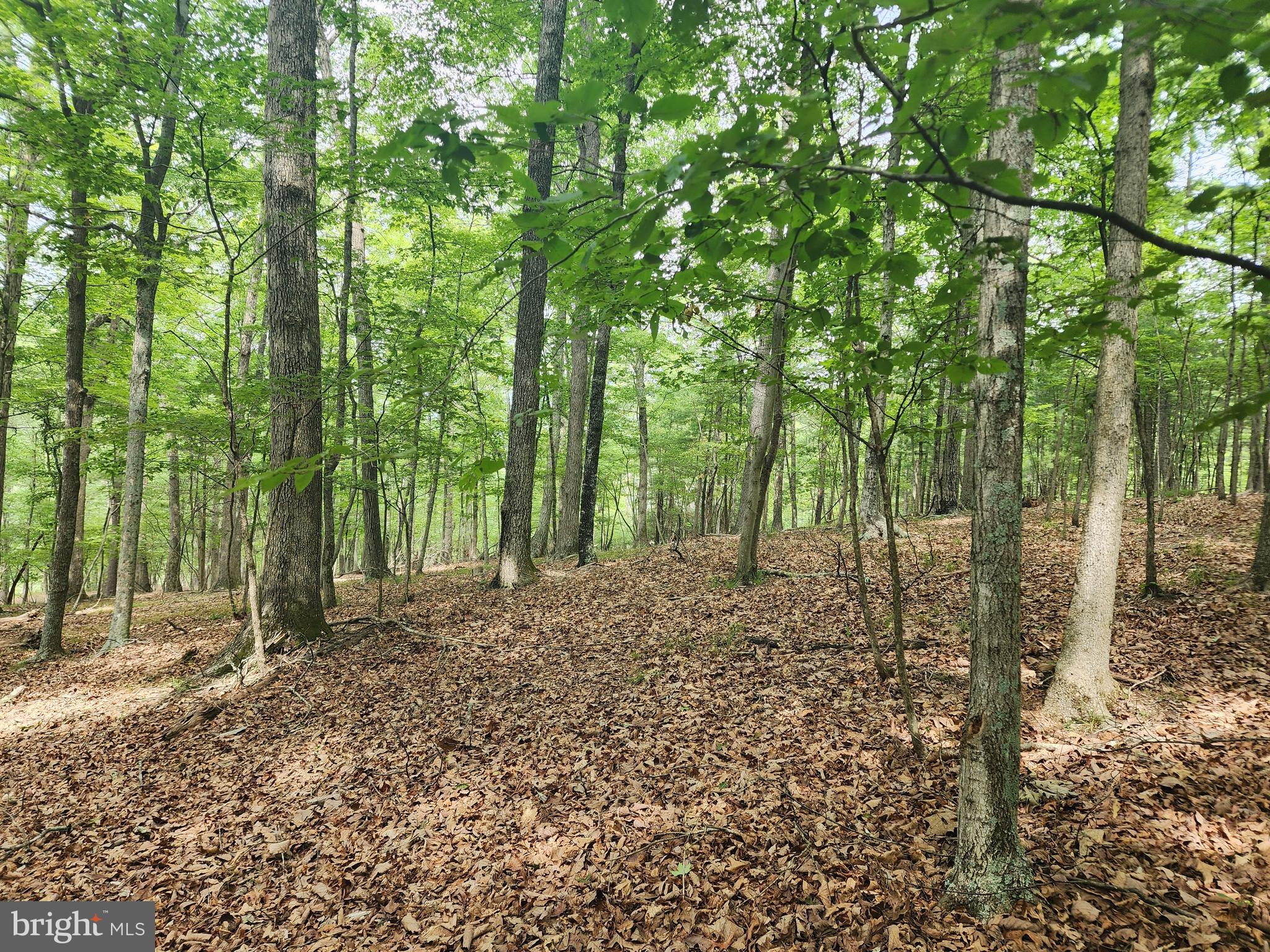 HARNEST HILLS - Land