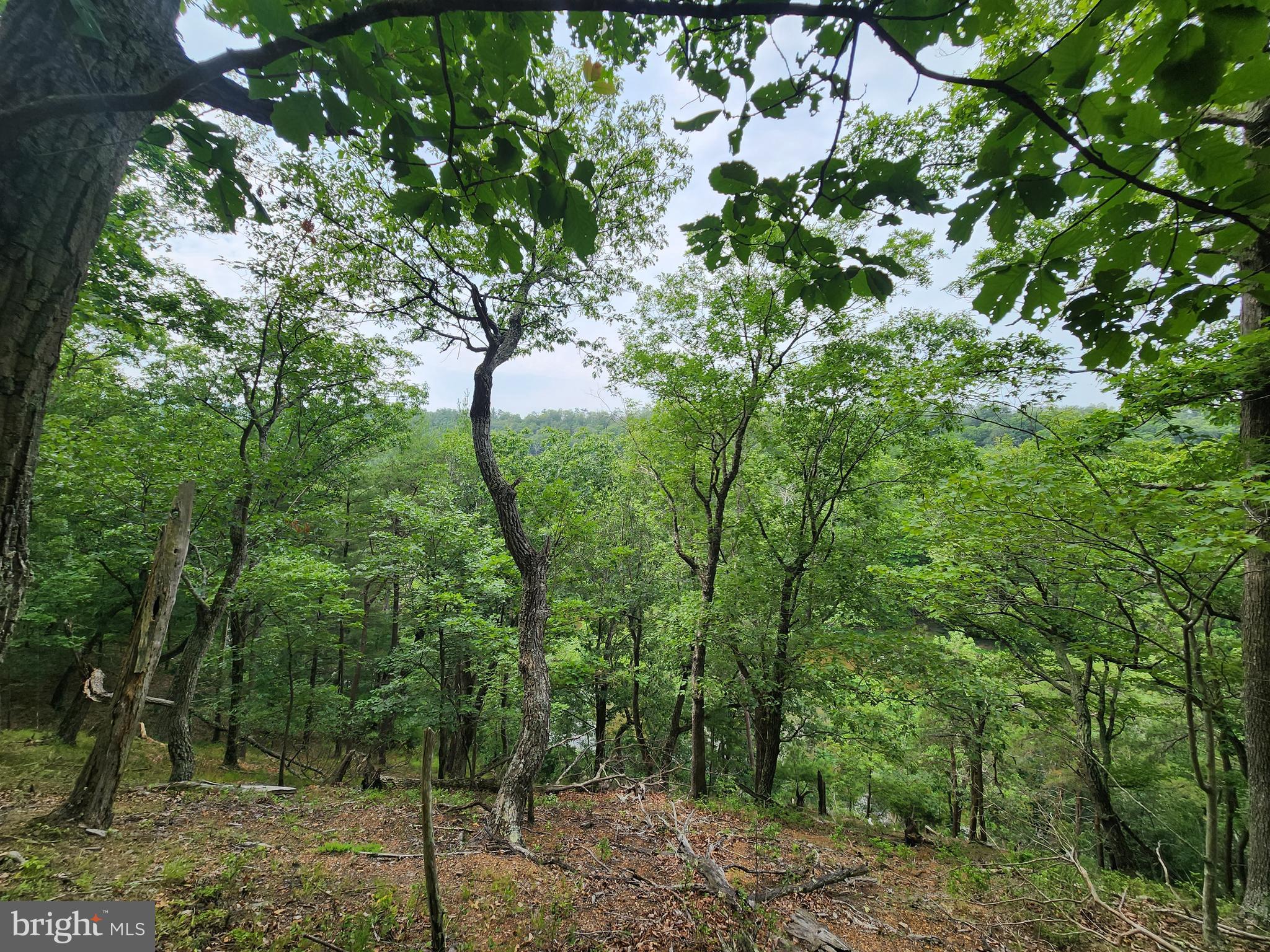 HARNEST HILLS - Land