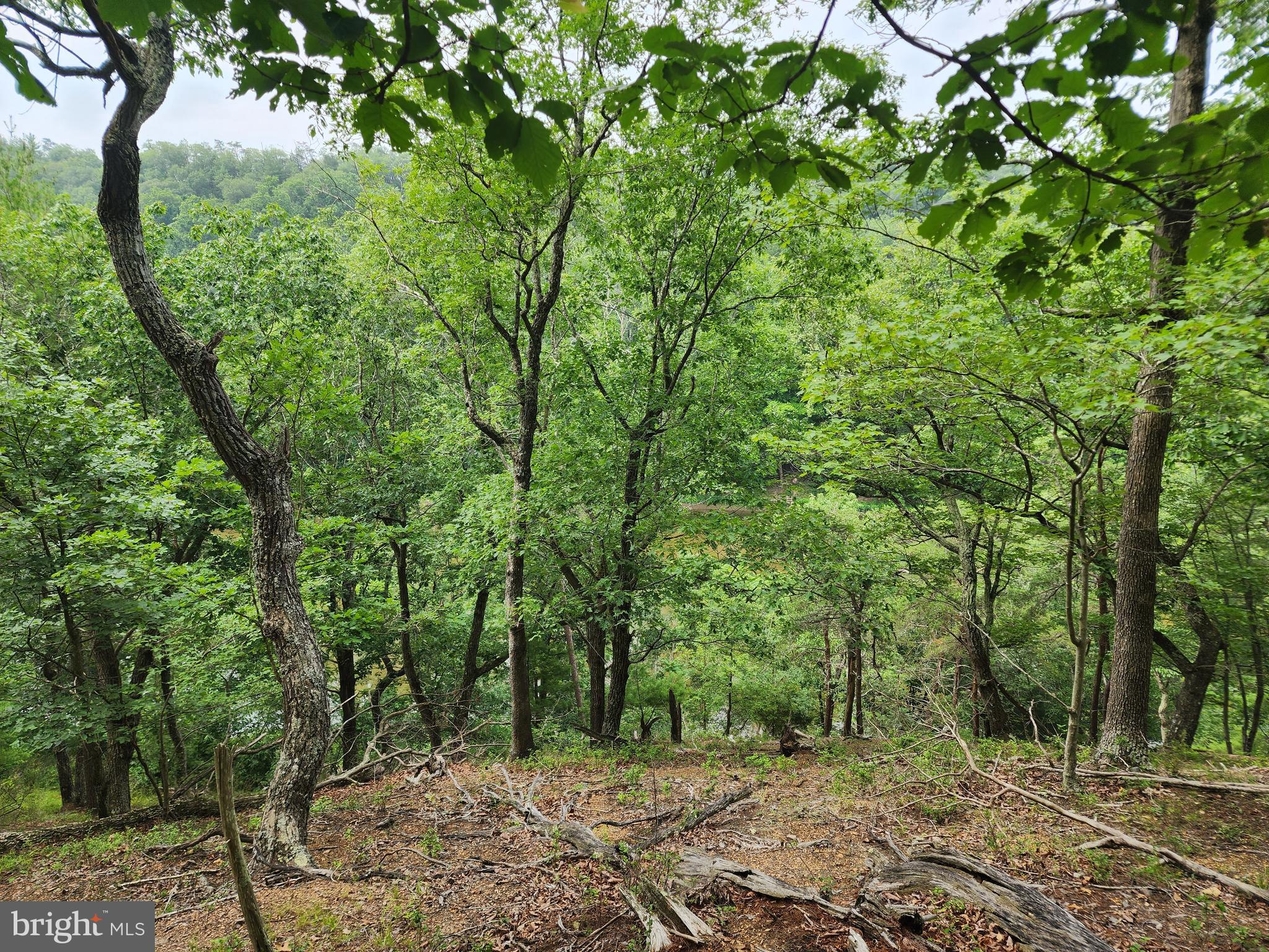 HARNEST HILLS - Land