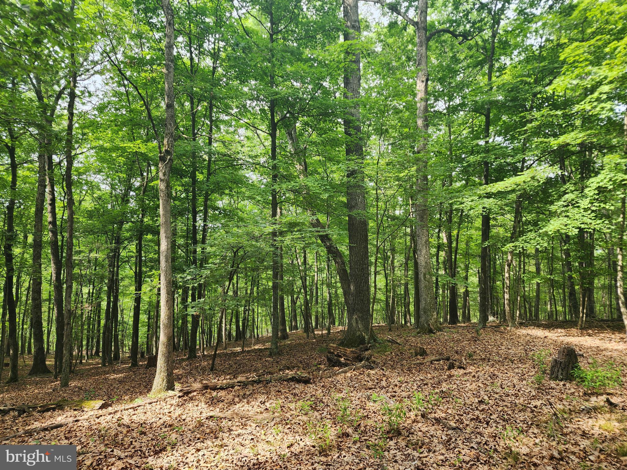 HARNEST HILLS - Land