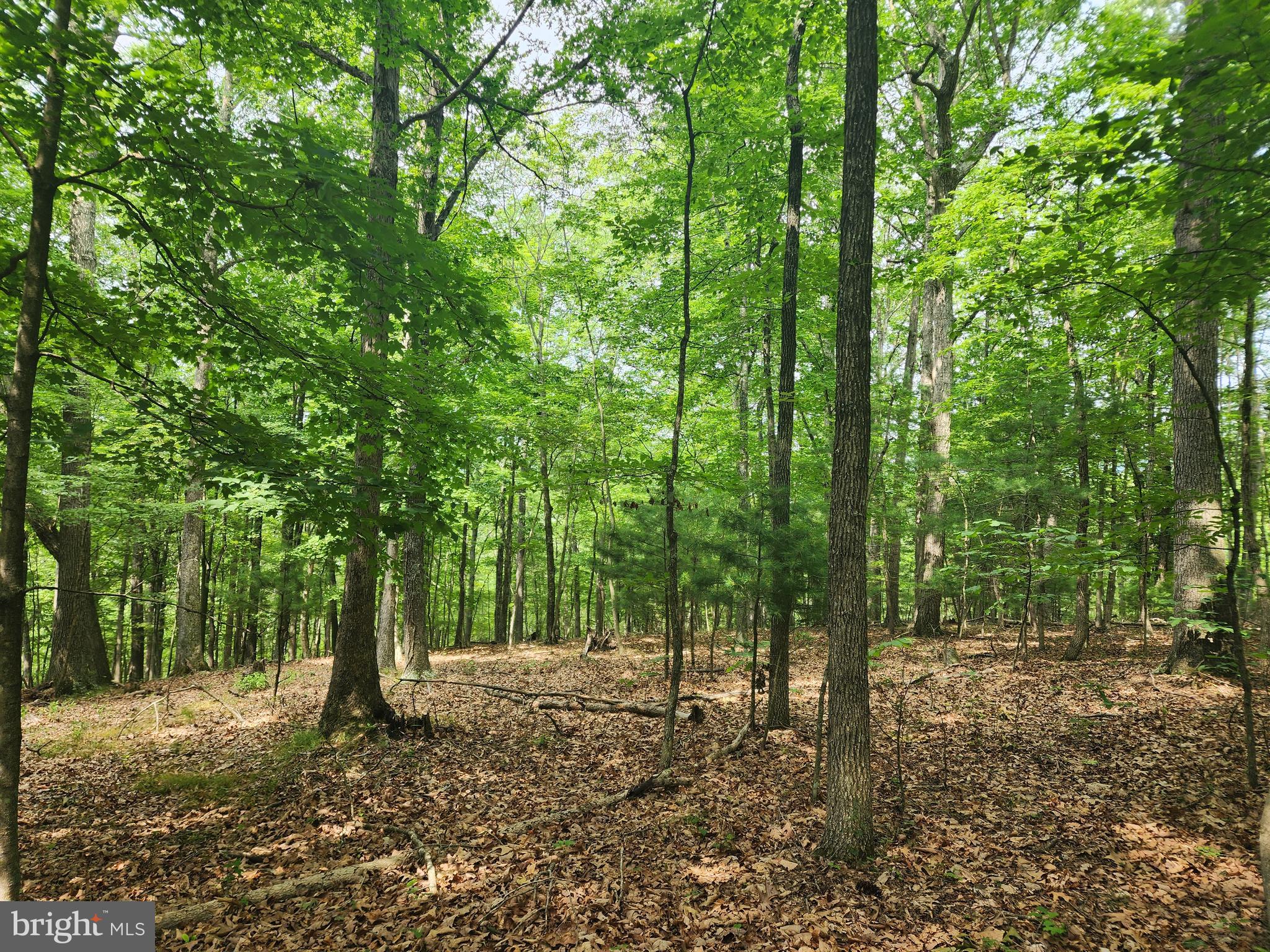 HARNEST HILLS - Land