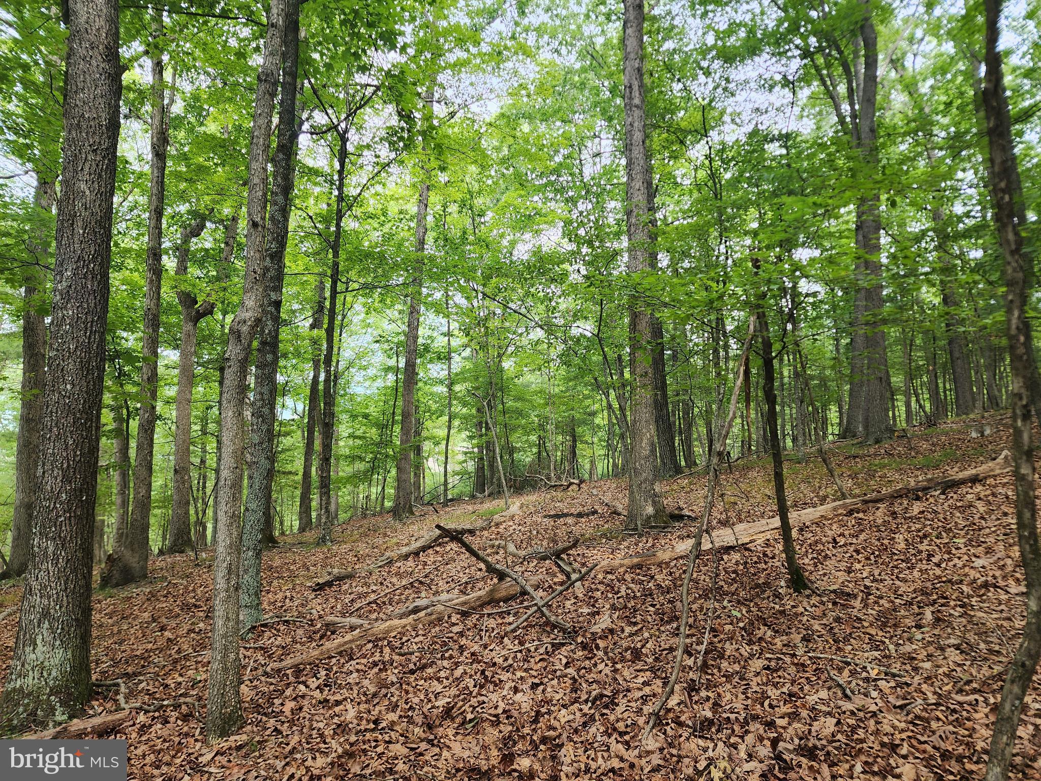 HARNEST HILLS - Land