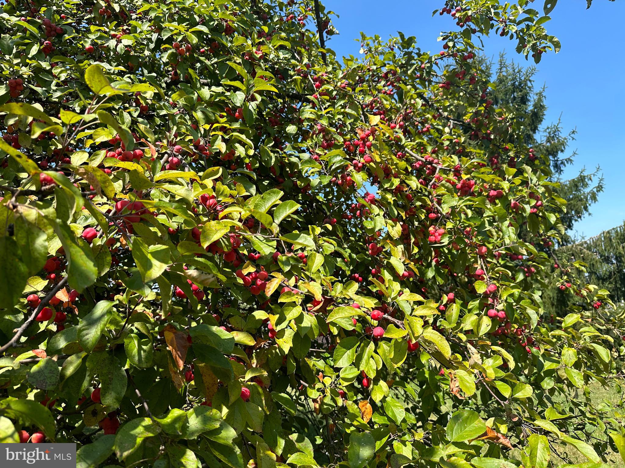 OLD SUNRISE SUMMIT - Residential