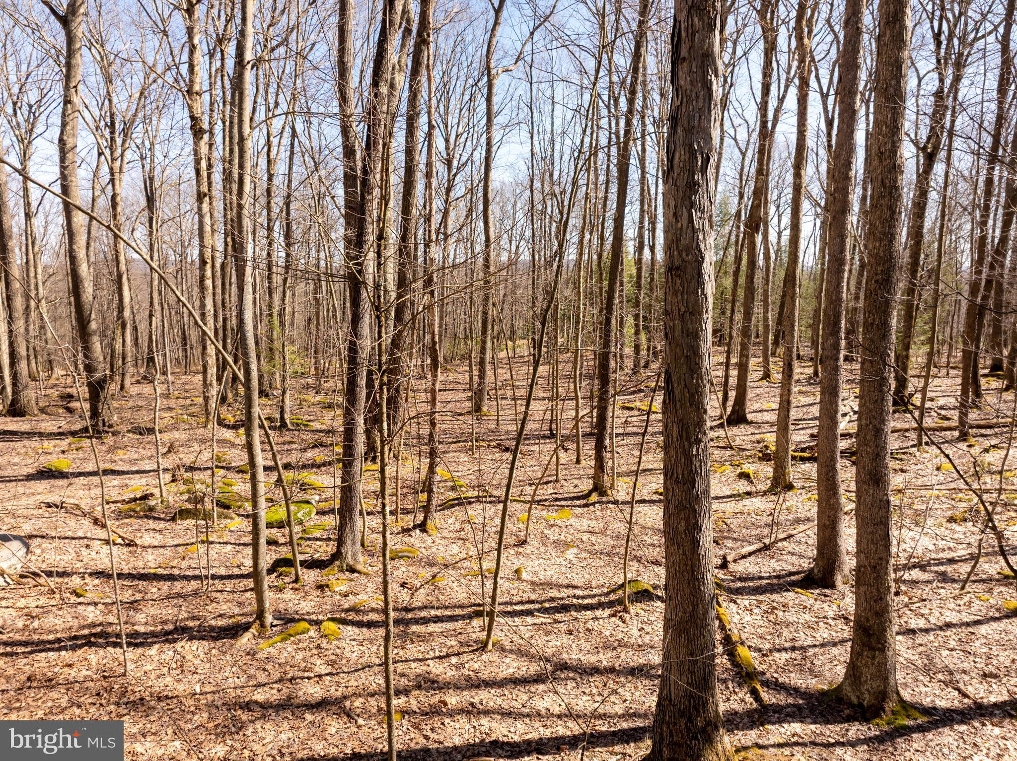 YOUGHIOUGHENY MOUNTAIN - Land