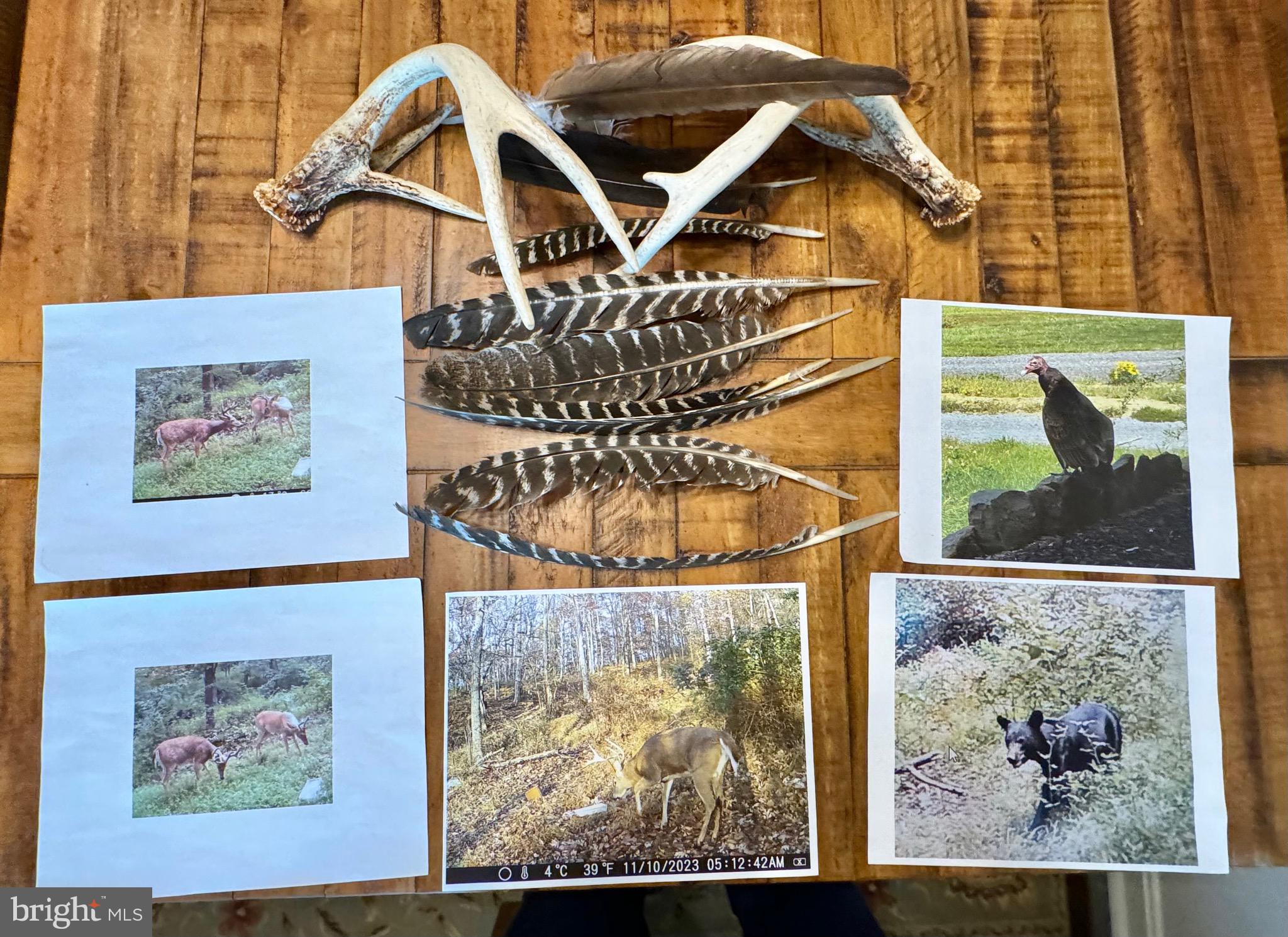 BIG COVE TANNERY - Residential