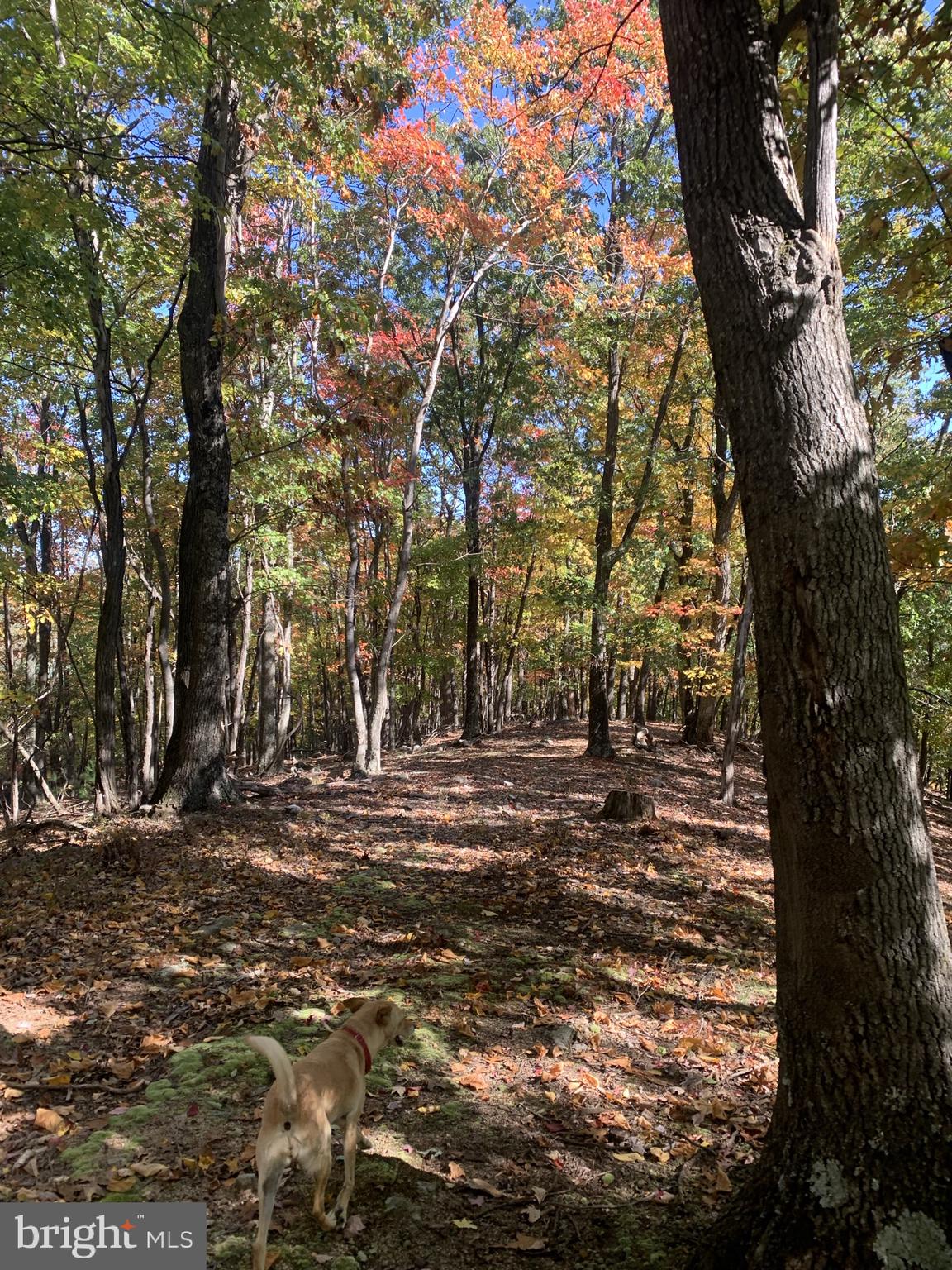 CEDARWOOD - Residential