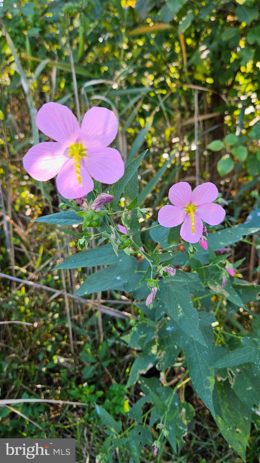 VENICE ON THE BAY - Residential