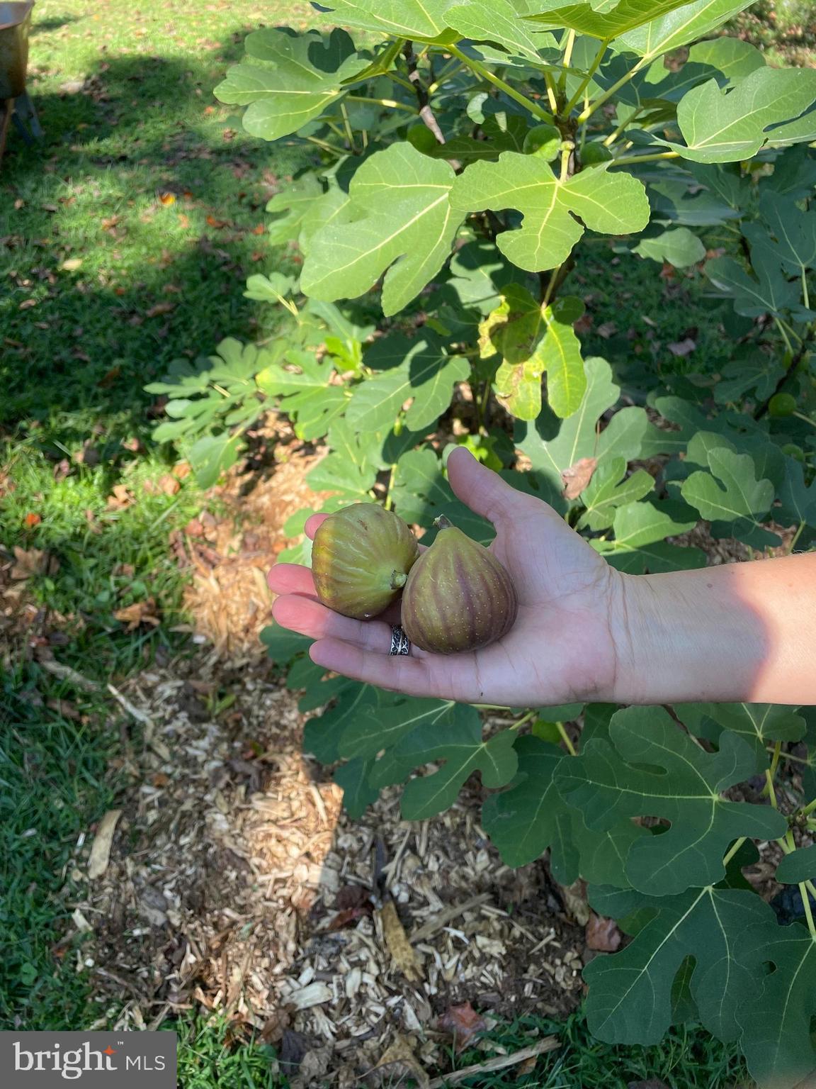 BAY HILLS - Residential