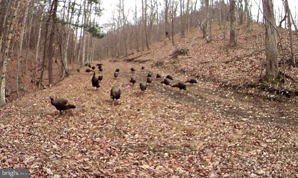 BLUFFS ON THE POTOMAC - Residential