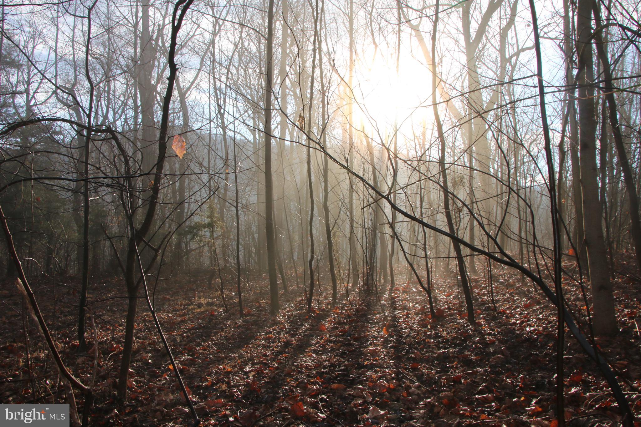 CHRISTOPHER WOODS - Land