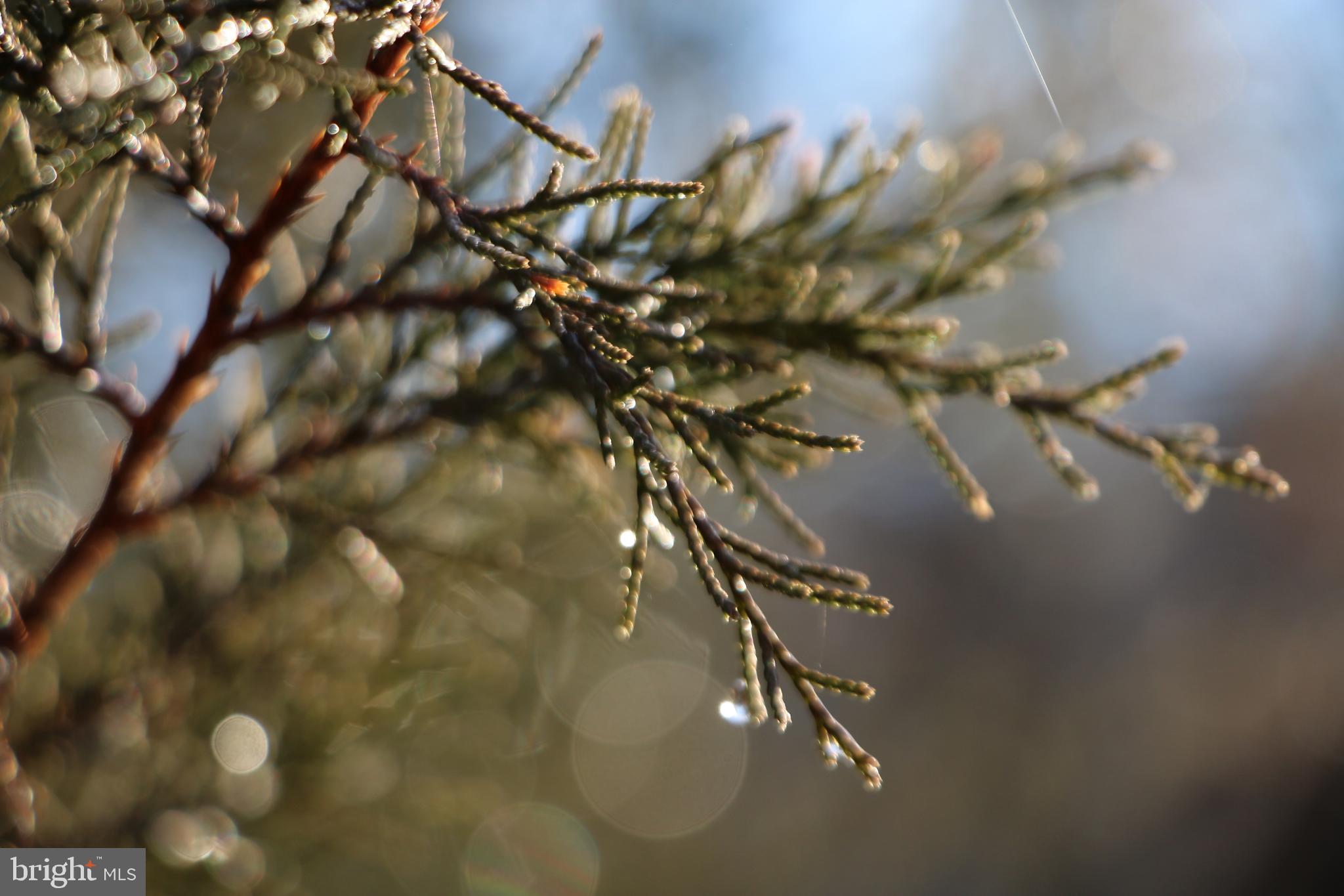 CHRISTOPHER WOODS - Land