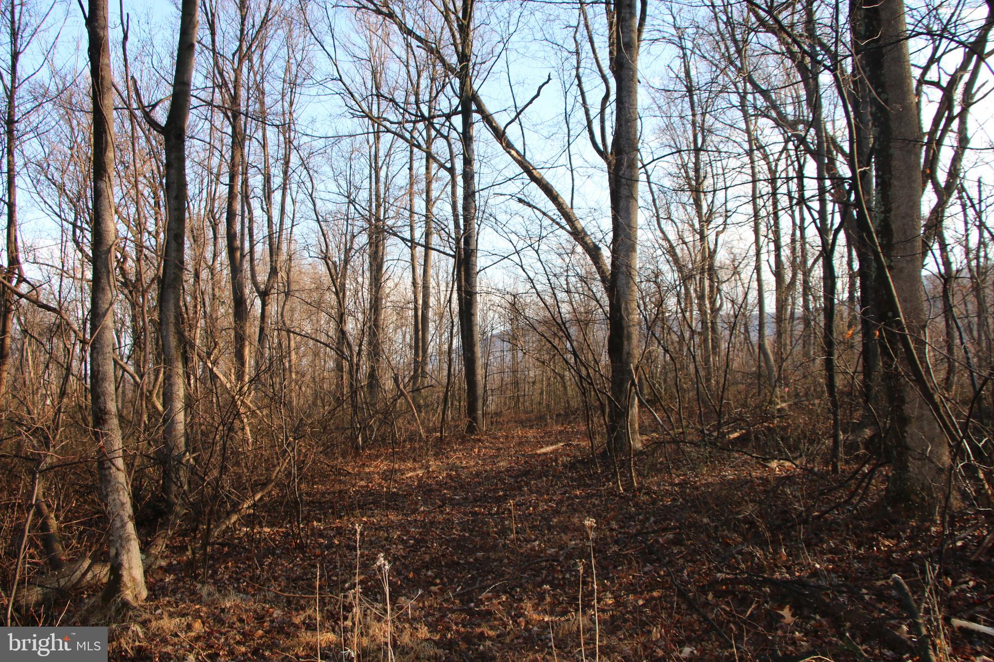 CHRISTOPHER WOODS - Land