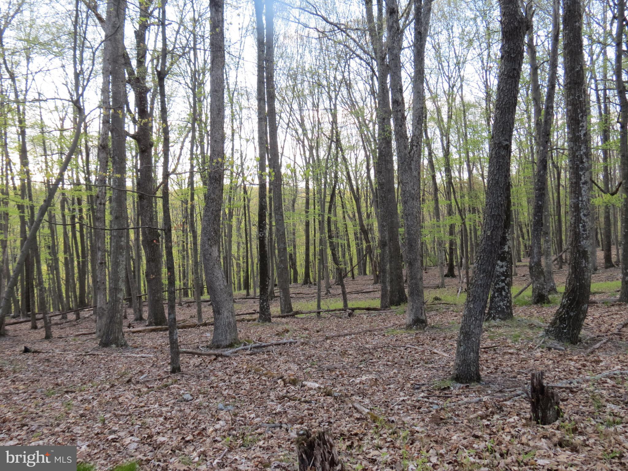 SPRING MOUNTAIN - Land