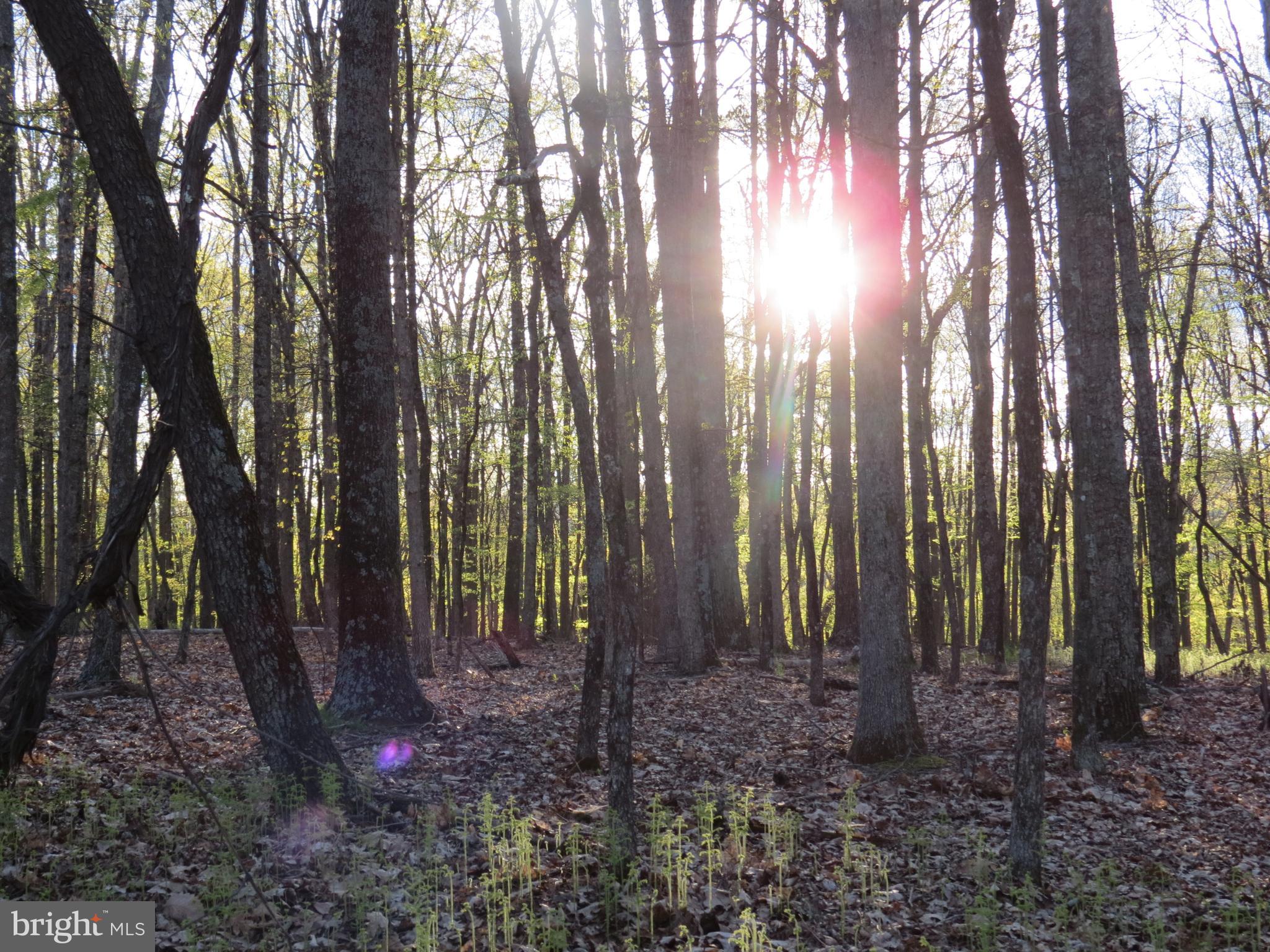 SPRING MOUNTAIN - Land