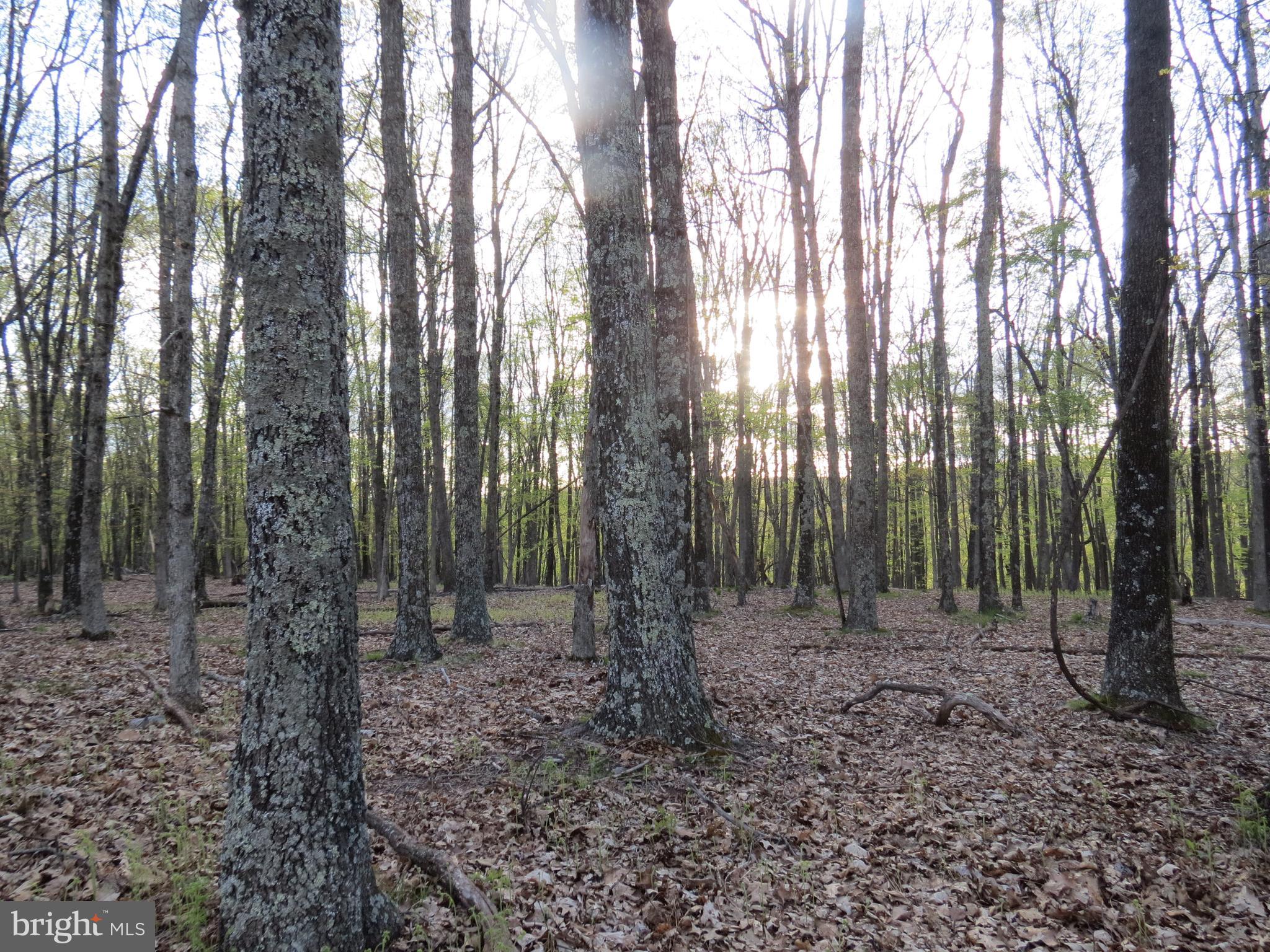 SPRING MOUNTAIN - Land