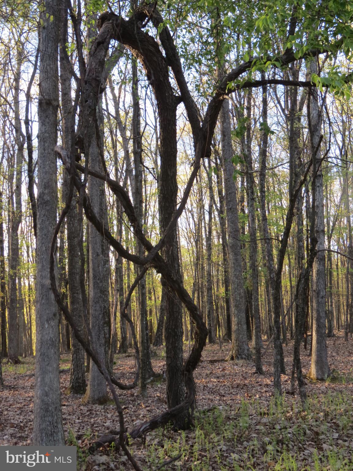 SPRING MOUNTAIN - Land